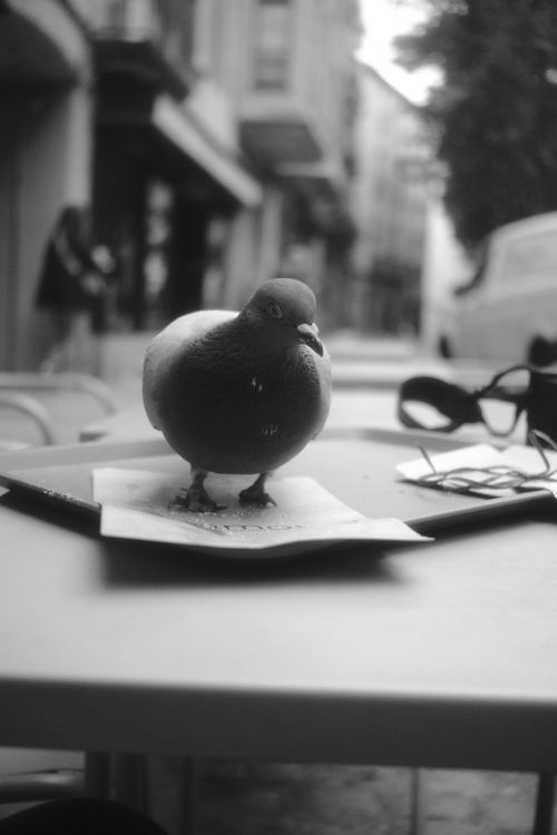 Free A pigeon sits curiously on an outdoor café table in a city street setting. Stock Photo