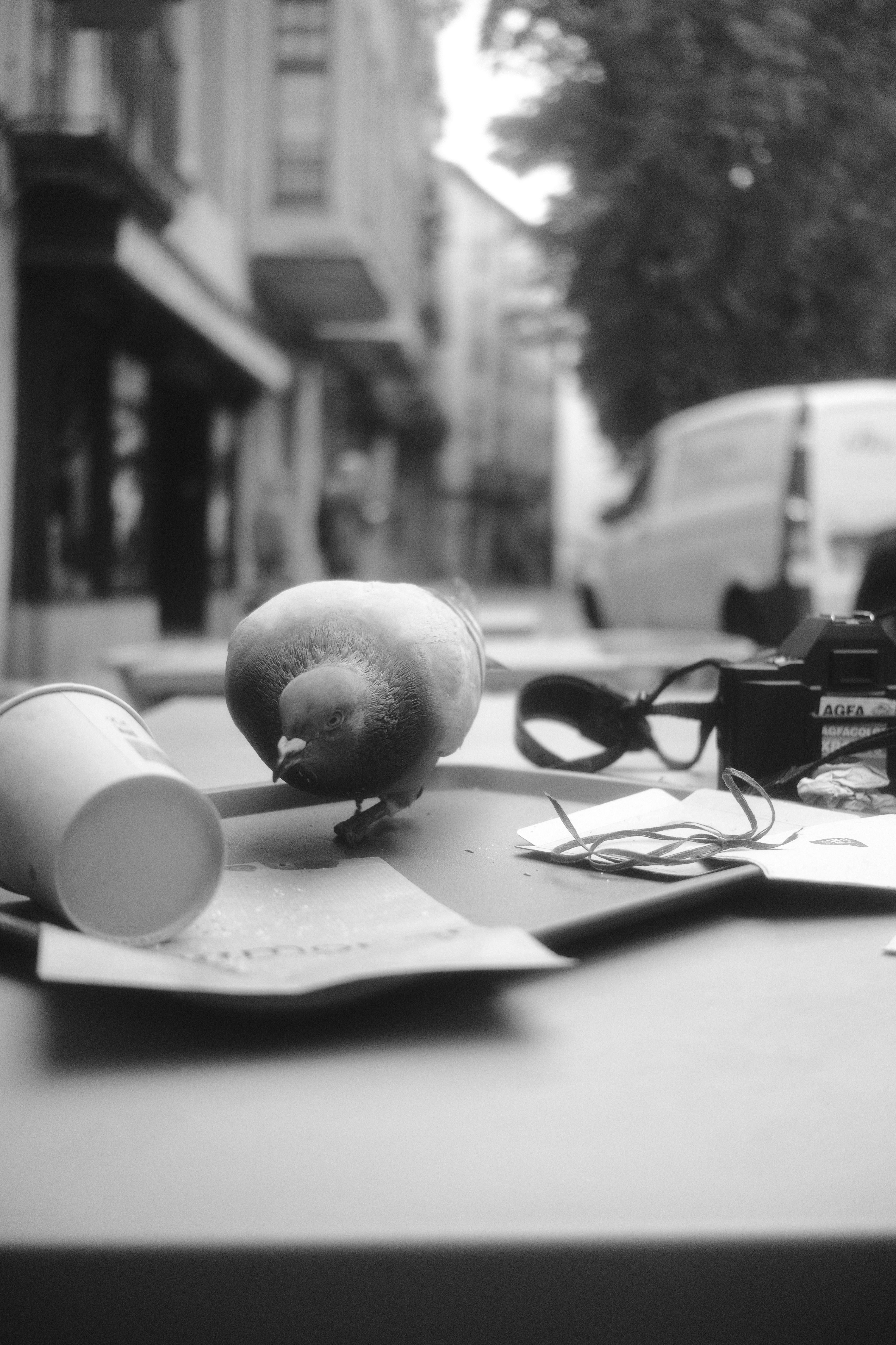 De franc Un colom picoteja el paper al costat d'una càmera i una tassa sobre una taula de carrer. Foto d'estoc