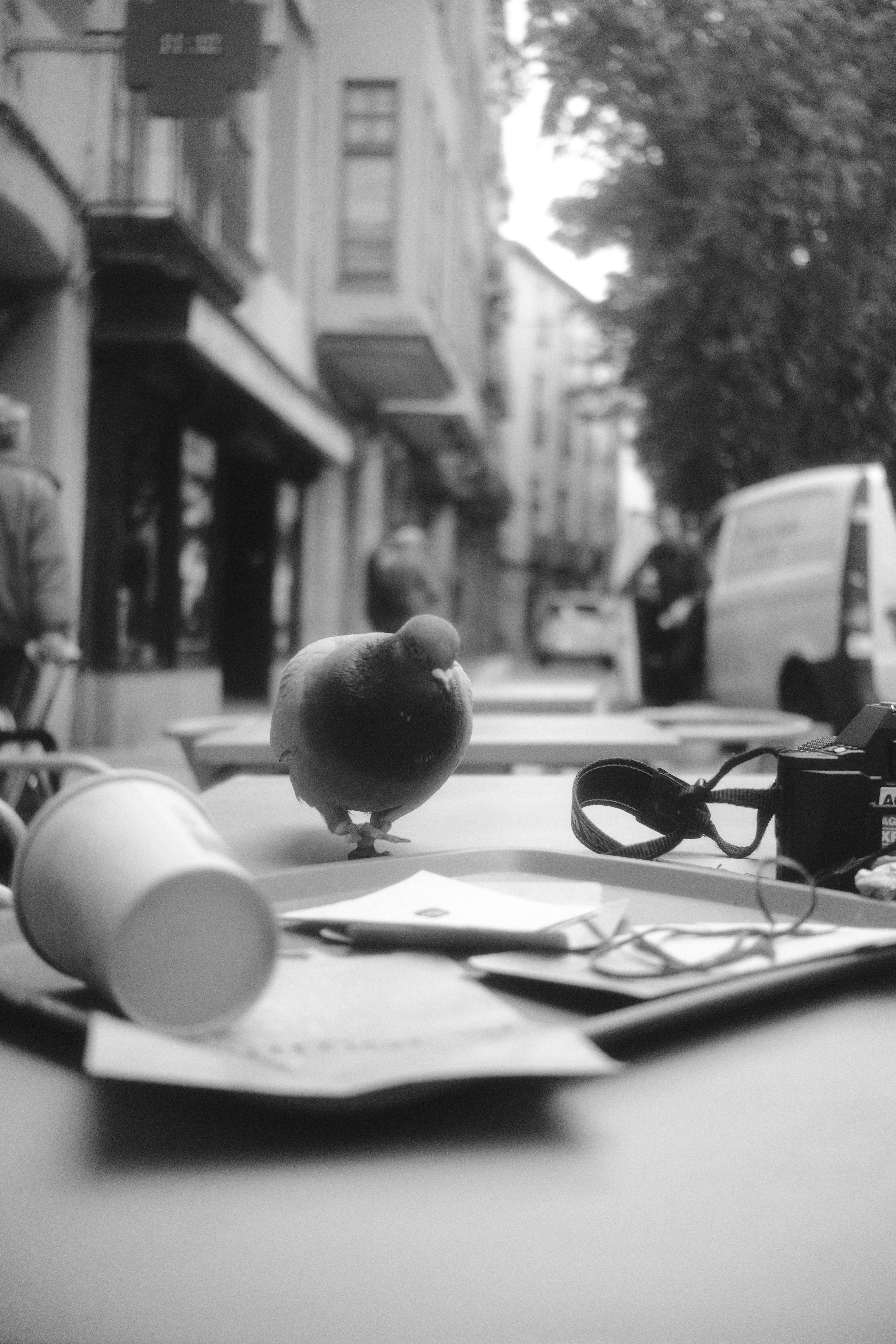 Zadarmo Čiernobielo zachytený holub sedí na kaviarenskom stole v rušnej mestskej ulici. Fotka z fotobanky