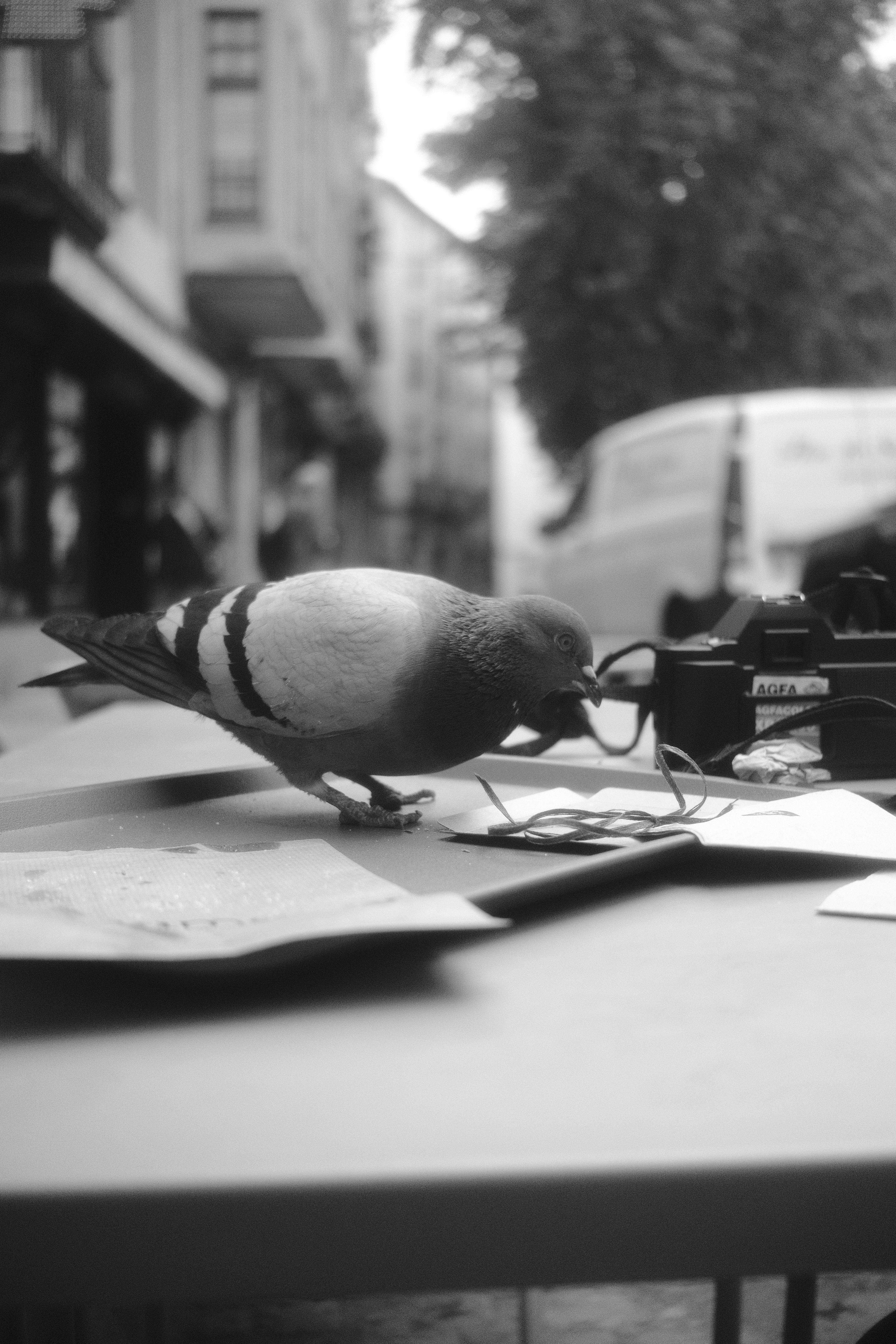 Free A pigeon stands on a cafe table in an urban street captured in black and white. Stock Photo