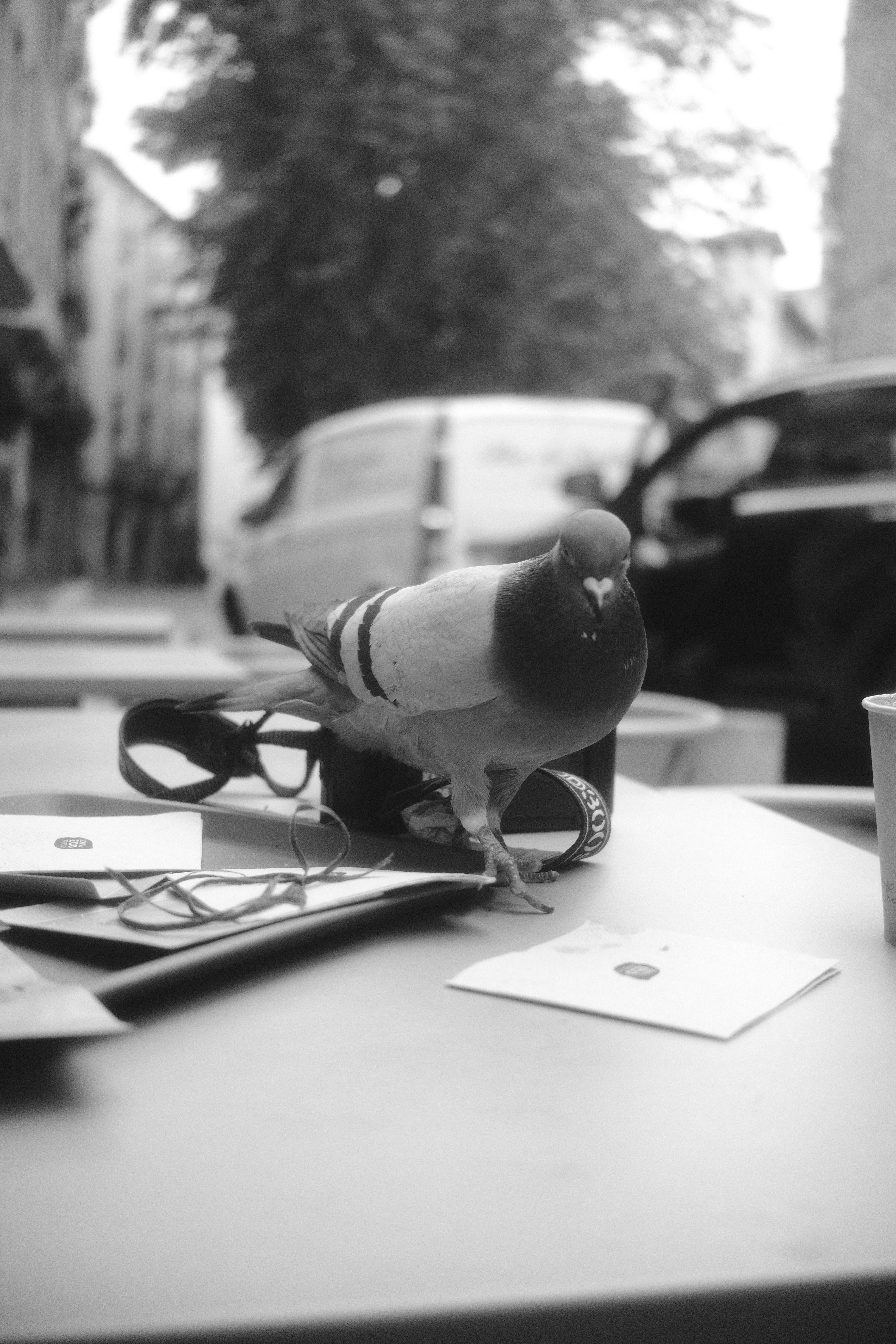 Gratis Immagine gratuita di alberi, ambiente naturale, ambiente urbano Foto a disposizione