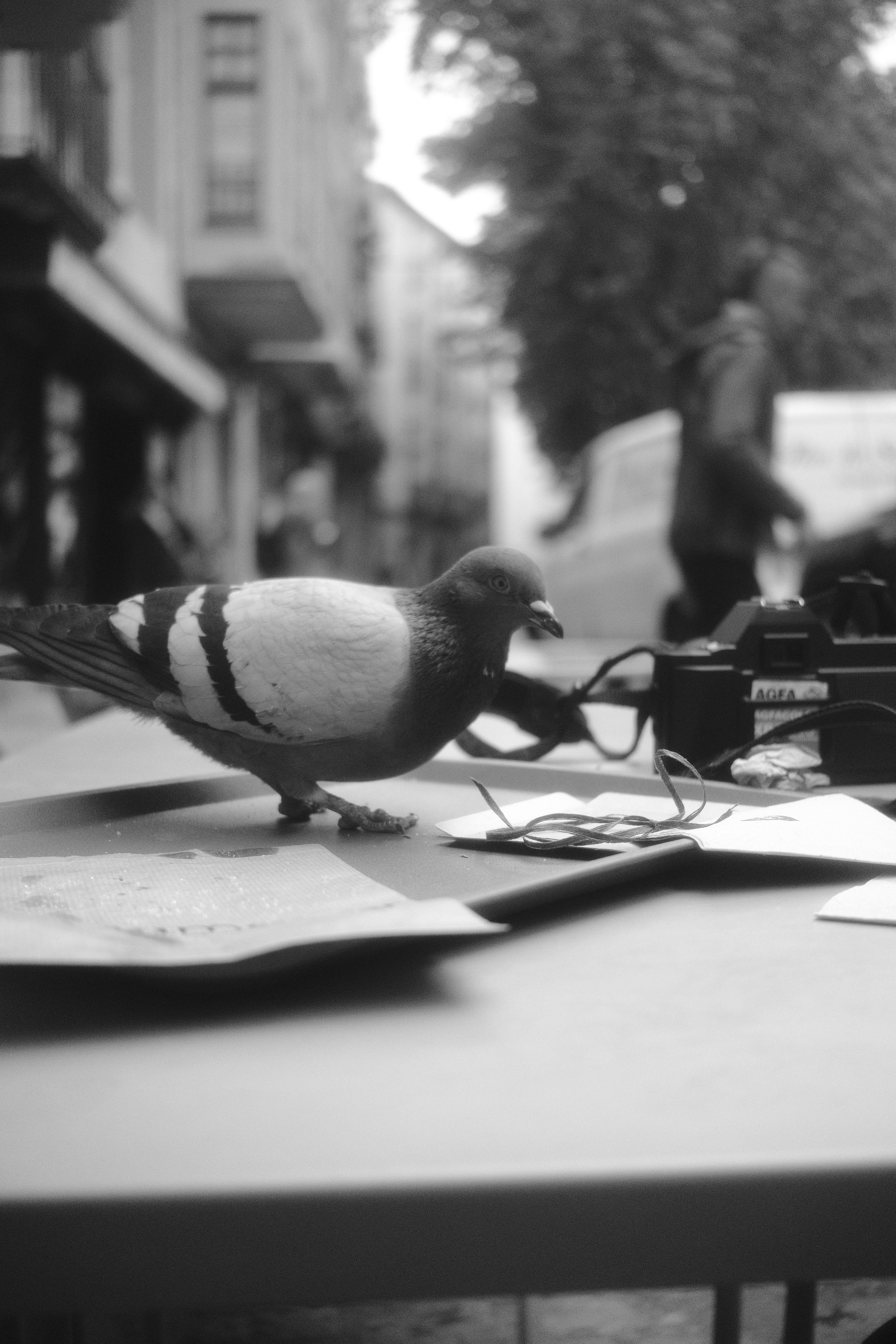 Zadarmo Holub stojí na kaviarenskom stole v rušnej mestskej pouličnej scéne, zachytený v čiernej a bielej farbe. Fotka z fotobanky