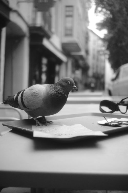 Free A close-up black and white photo of a pigeon eating on an outdoor table in a city street. Stock Photo