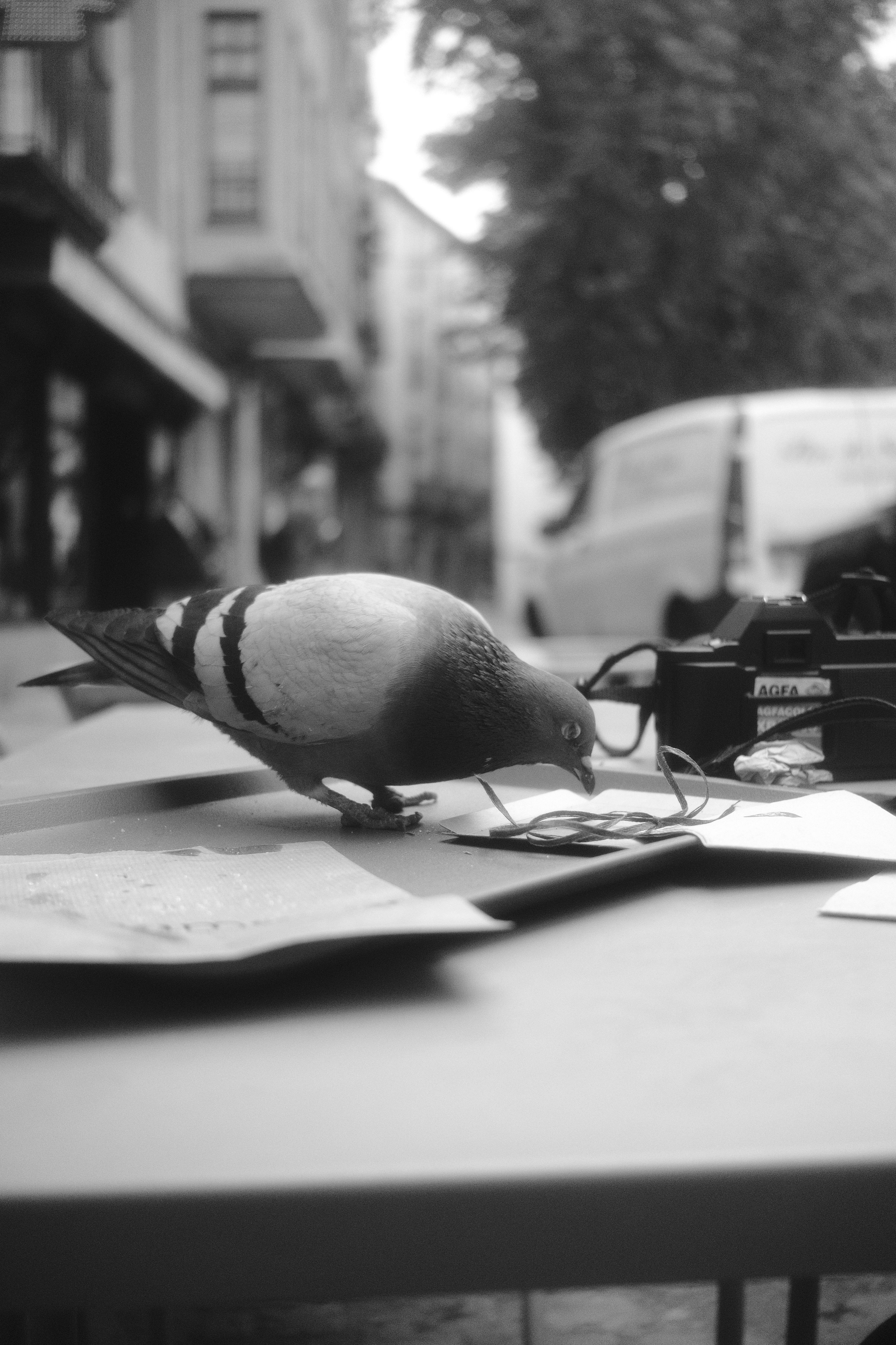 Gratis Foto monokrom seekor merpati yang sedang makan di meja jalan kota. Foto Stok