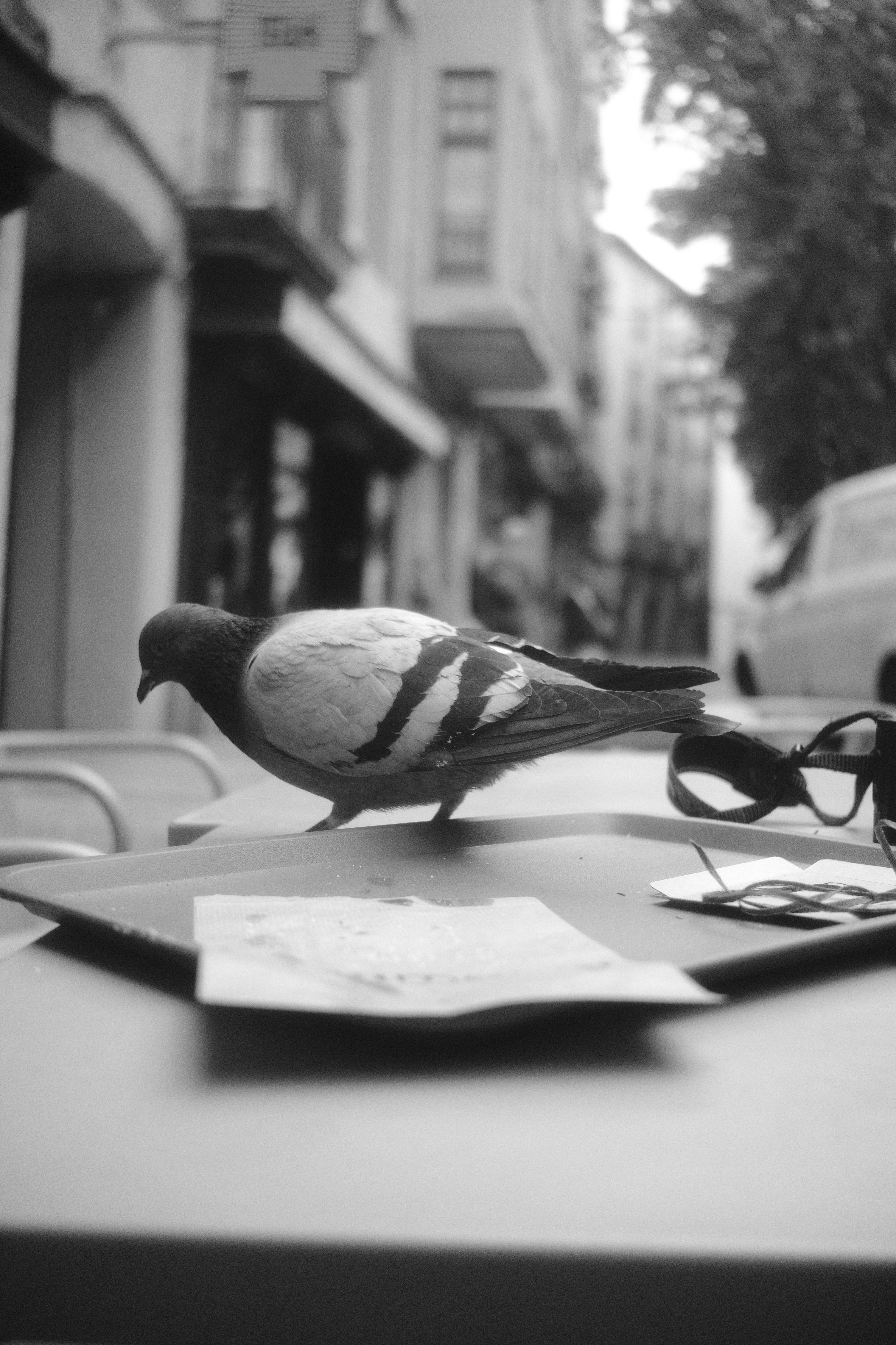 Kostnadsfria Kostnadsfri bild av allmän plats, anteckningsbok, arkitektur Stock foto