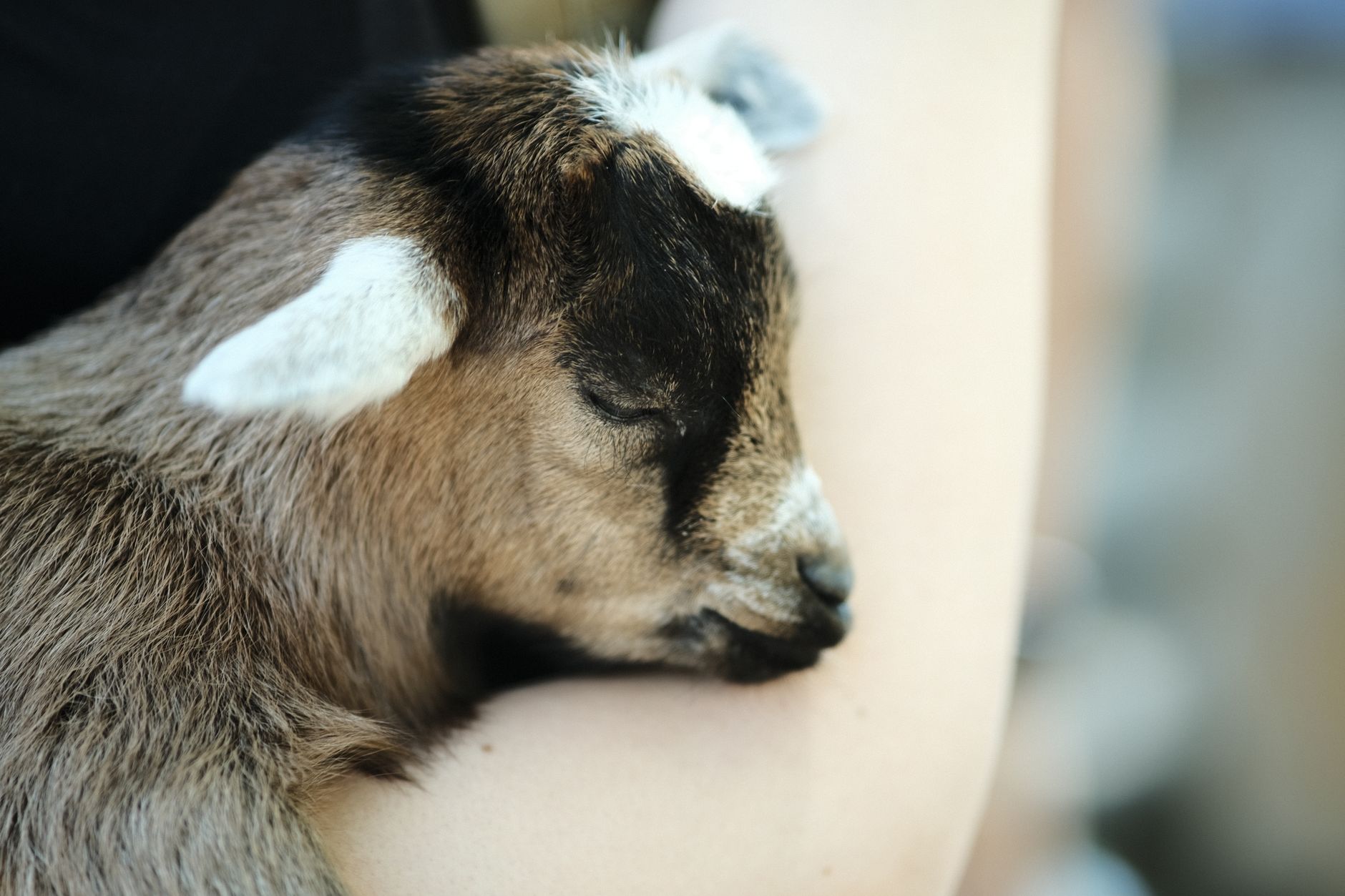 Green Meadows Petting Farm