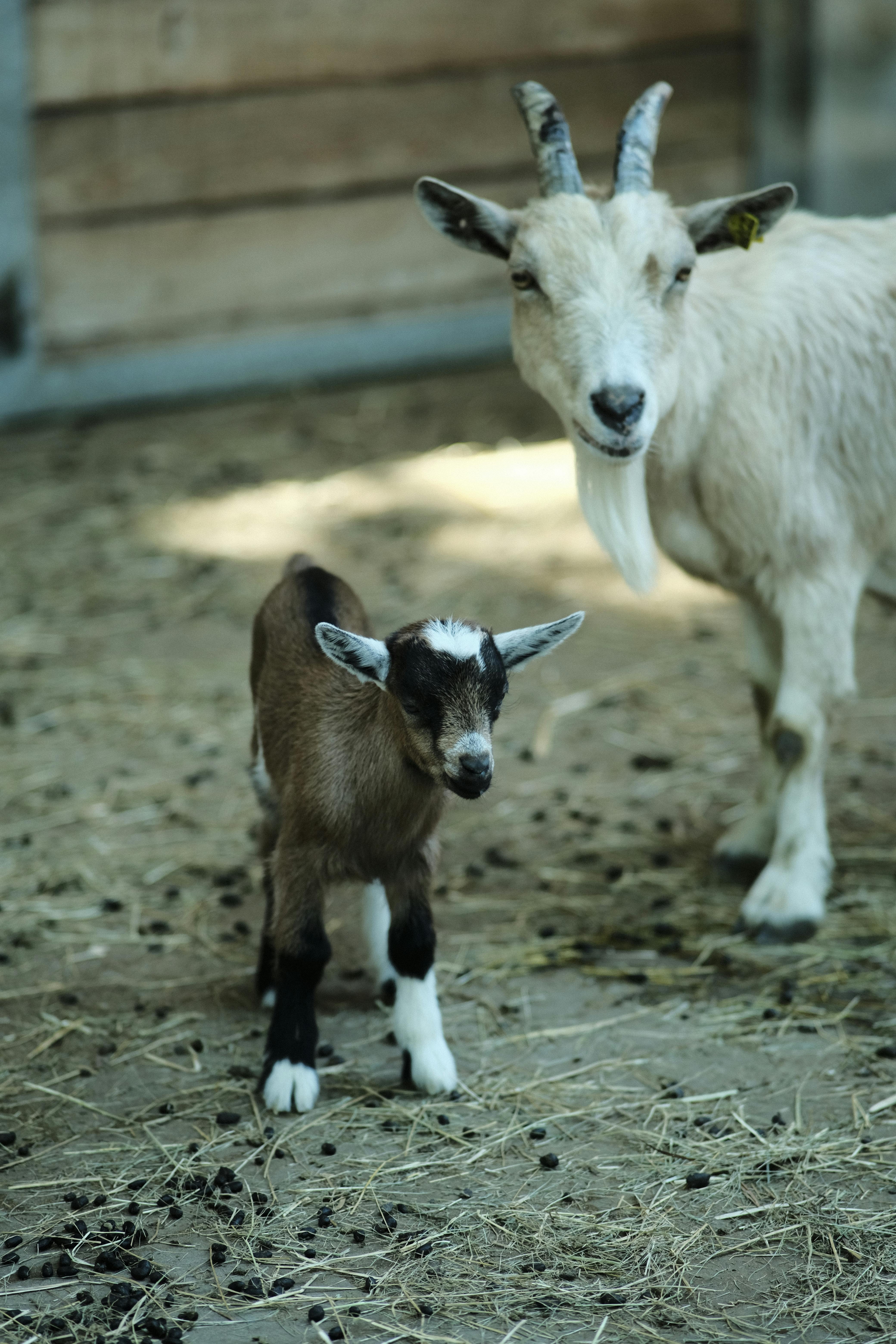 Gratuit Chèvre mignonne et son chevreau debout sur de la paille dans un environnement de grange rustique. Photos