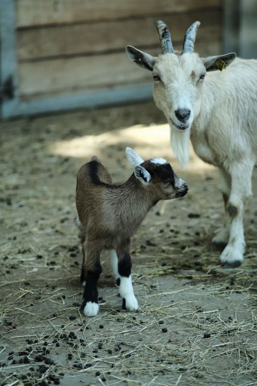Free A heartwarming image of a mother goat and her baby kid in a rustic barn setting. Stock Photo