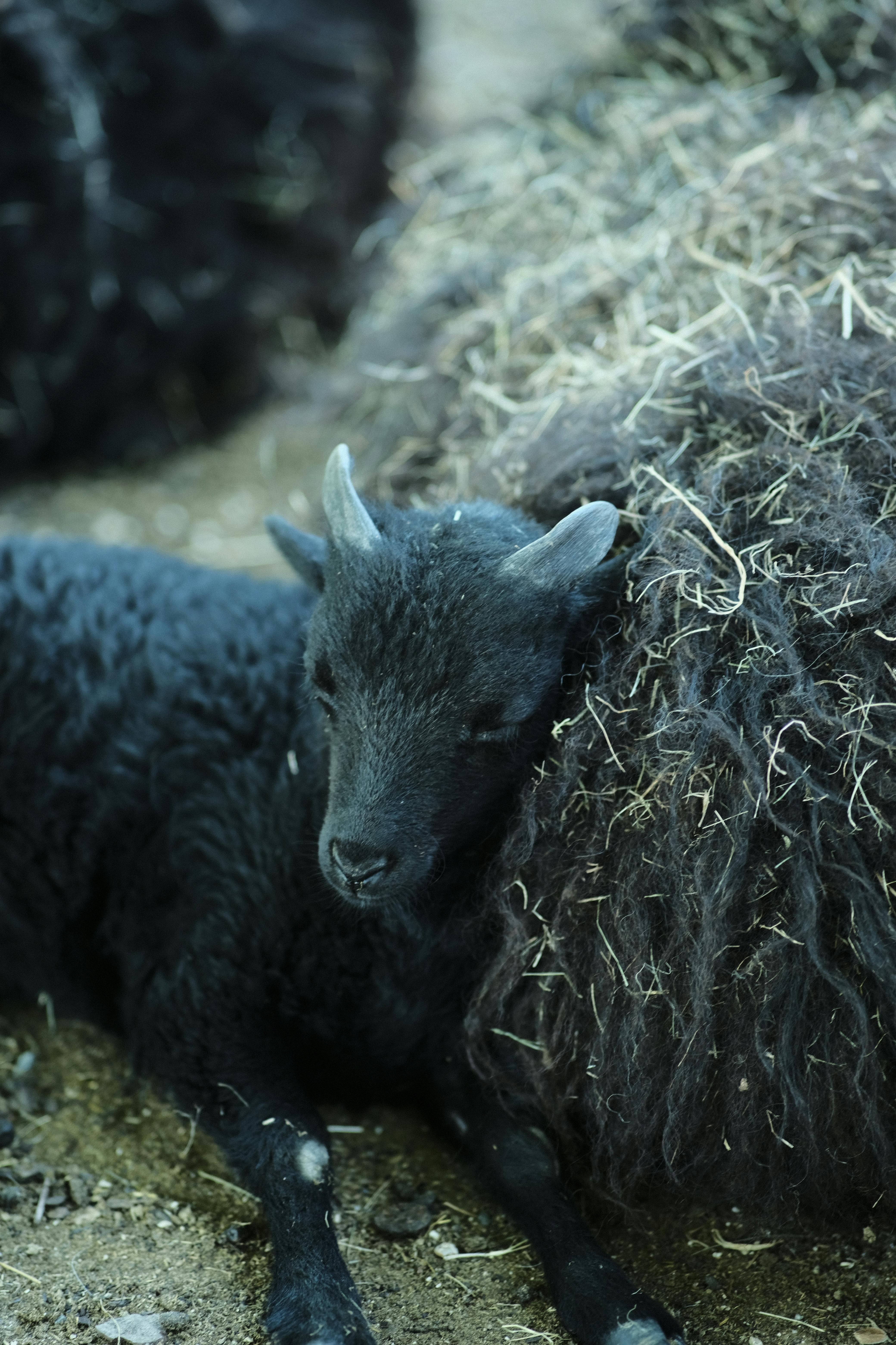 Gratuit Adorable agneau noir confortablement allongé sur un tas de foin dans un cadre rural. Photos