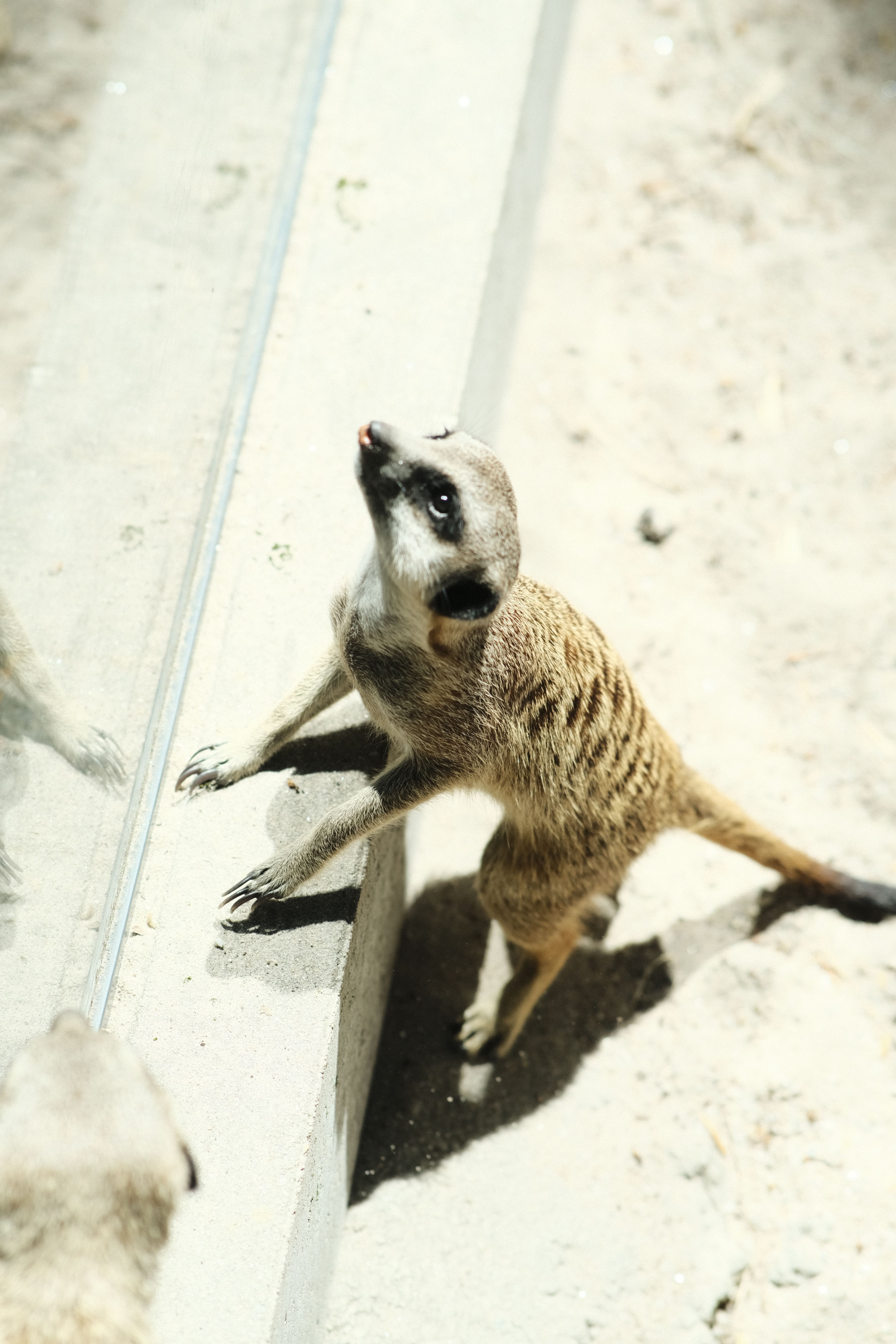 Meerkat standing alert near glass, observing surroundings in a sandy enclosure.