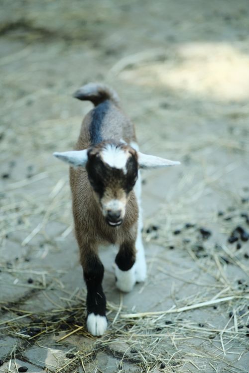 Free Cute baby goat walking on a farm path in sunny weather, showcasing playful and lively behavior. Stock Photo
