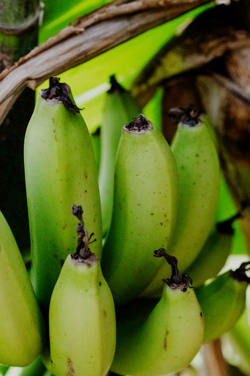 Free Close-up image of green unripe bananas growing on a tree, showcasing natural textures. Stock Photo