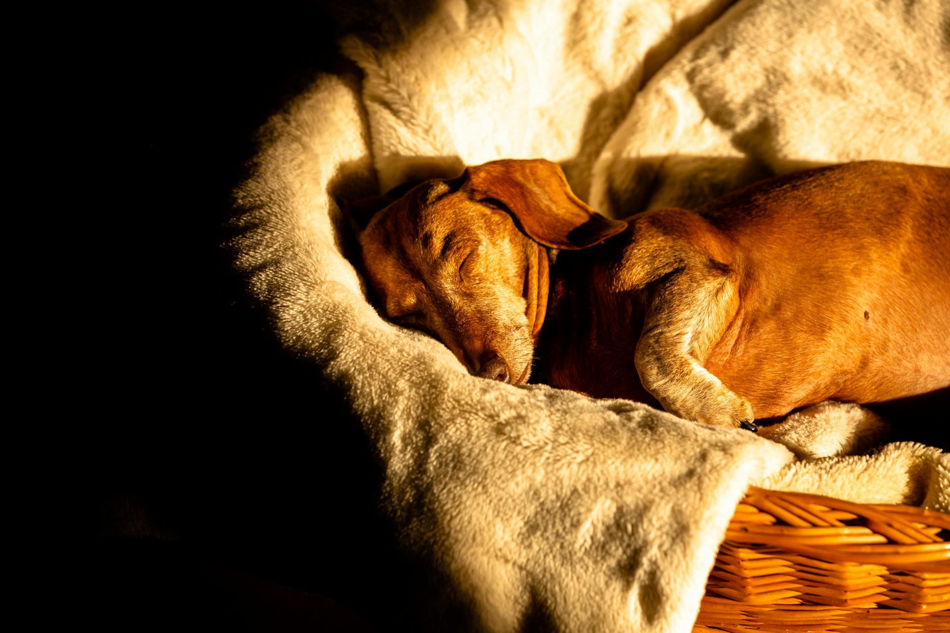 Gratis stockfoto av brun valp, dachshund, hund