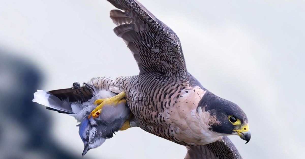 Falcon Hunting Rabbit Peregrine Falcon Hunting in Mid-Air · Free Stock Photo