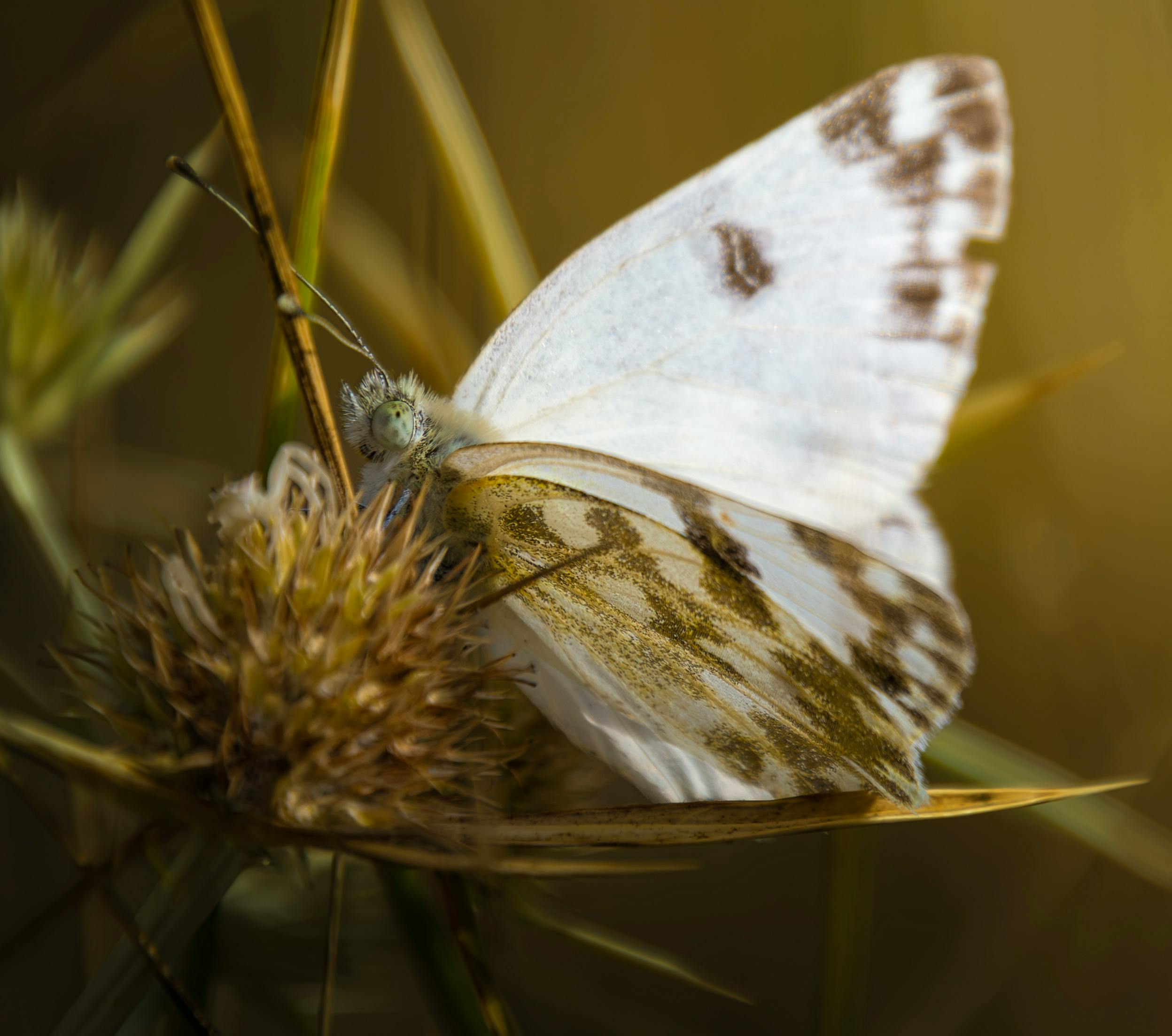 Detailed macro shot of a white butterfly resting on a thistle plant in natural light.