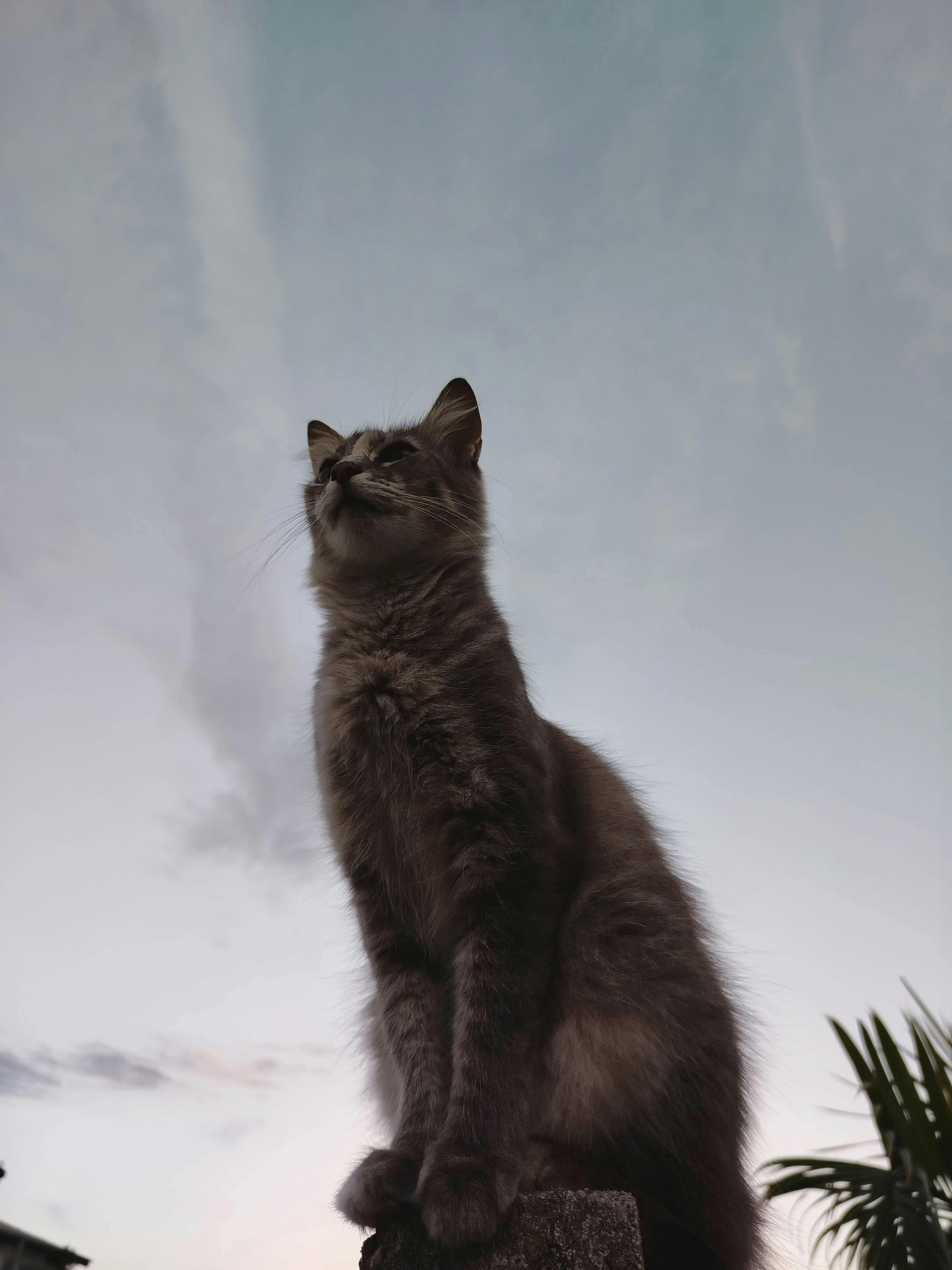 Kostnadsfria Kostnadsfri bild av katt attityd Stock foto