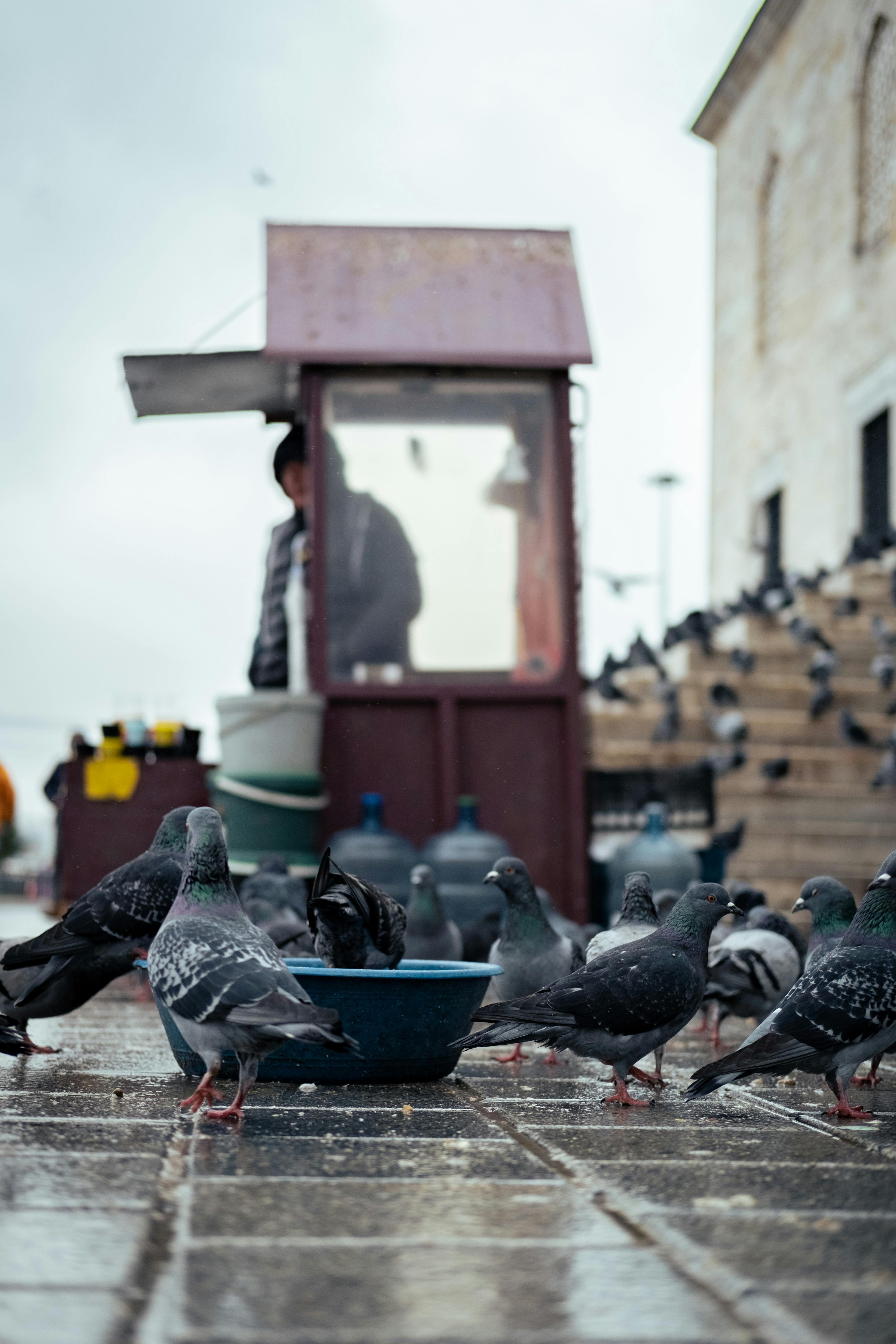 Urban scene featuring pigeons and a food vendor, adding to a bustling city ambiance.