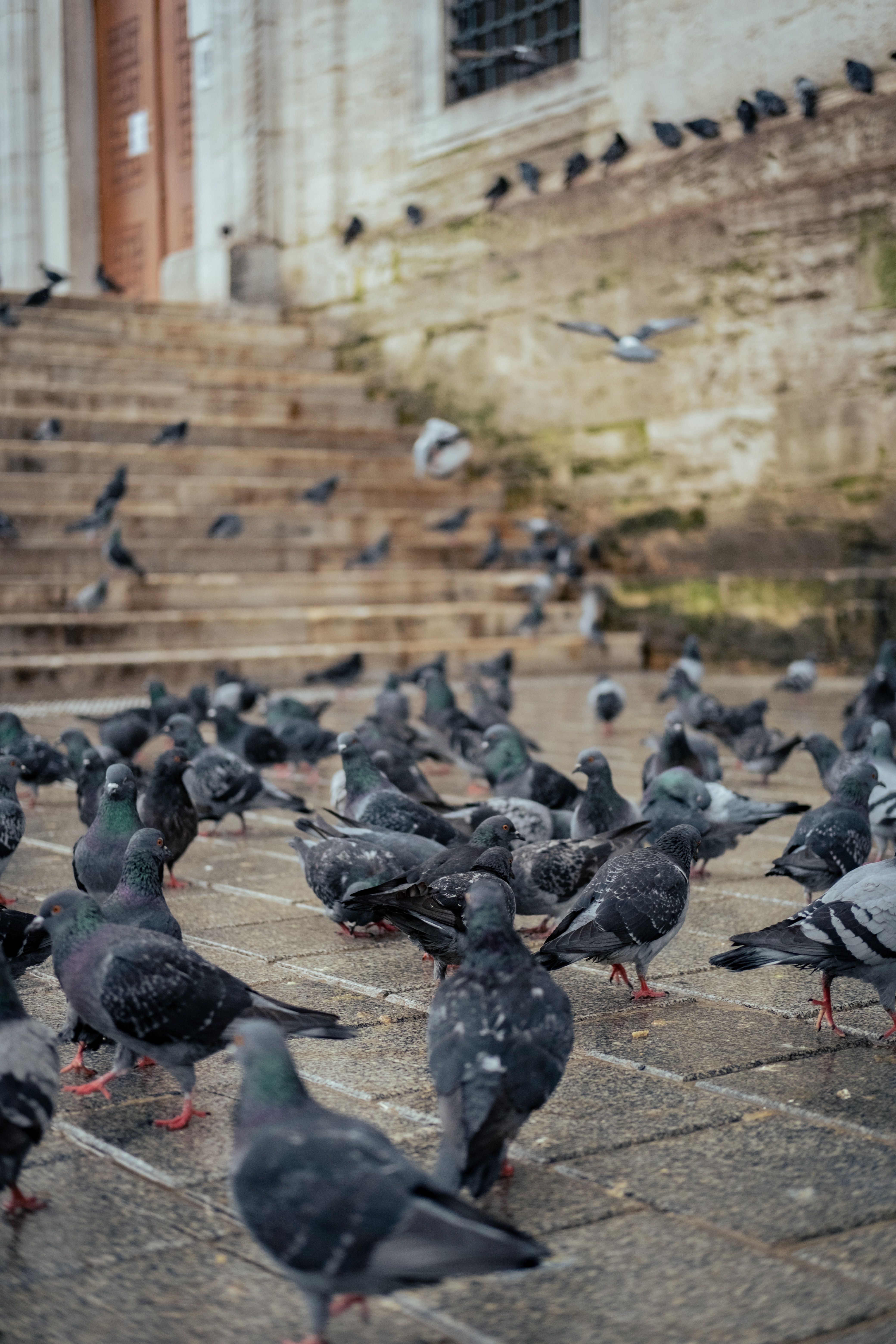 Flock of Pigeons on Historic Stone Steps · Free Stock Photo