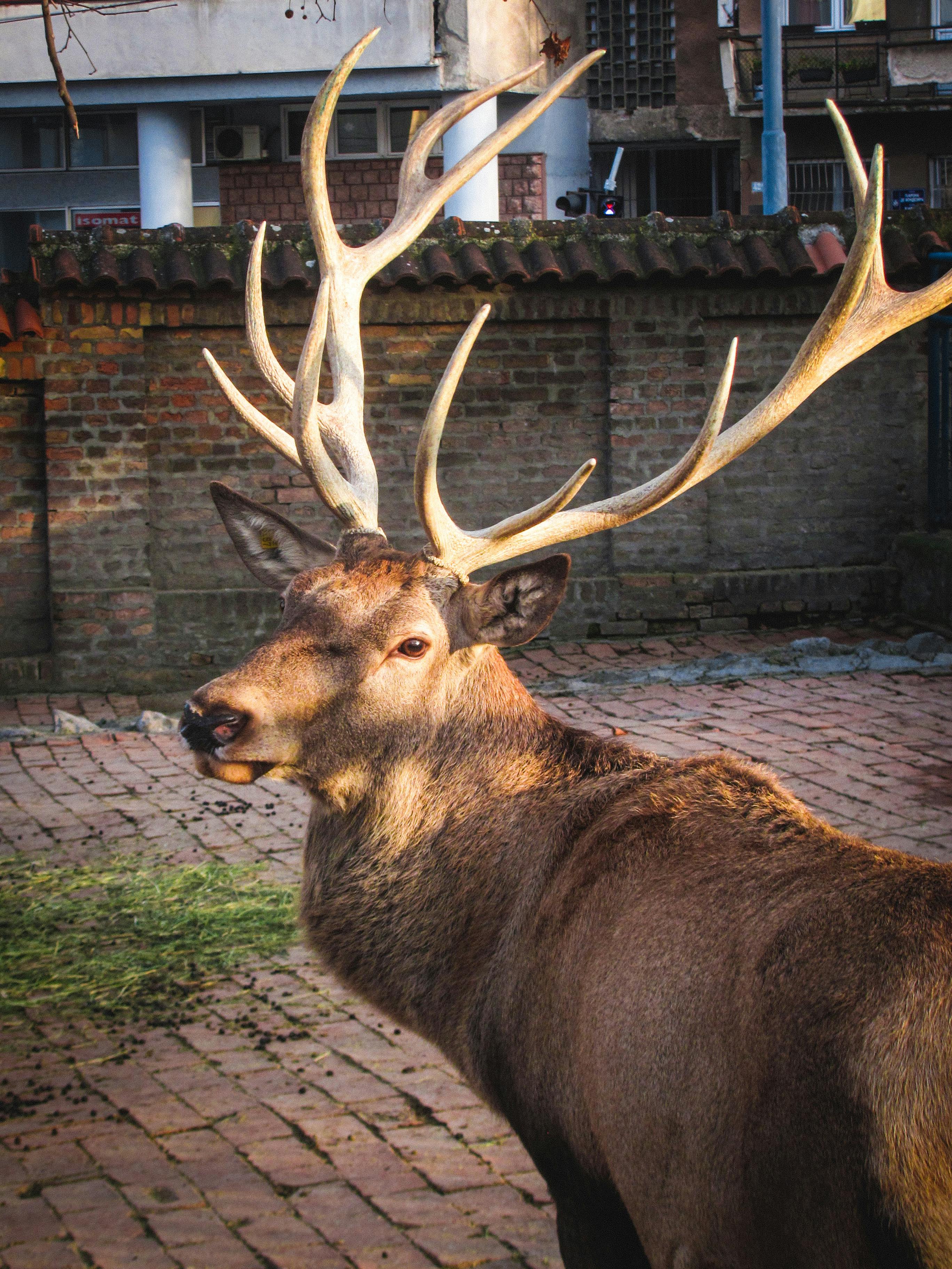 grátis Um cativante veado vermelho com chifres em um ambiente urbano em Belgrado, Sérvia. Foto profissional