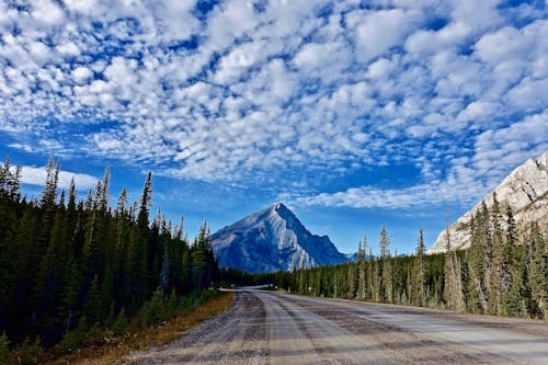 Photography of Empty Road Between Pine Trees during Cloudy Daytime