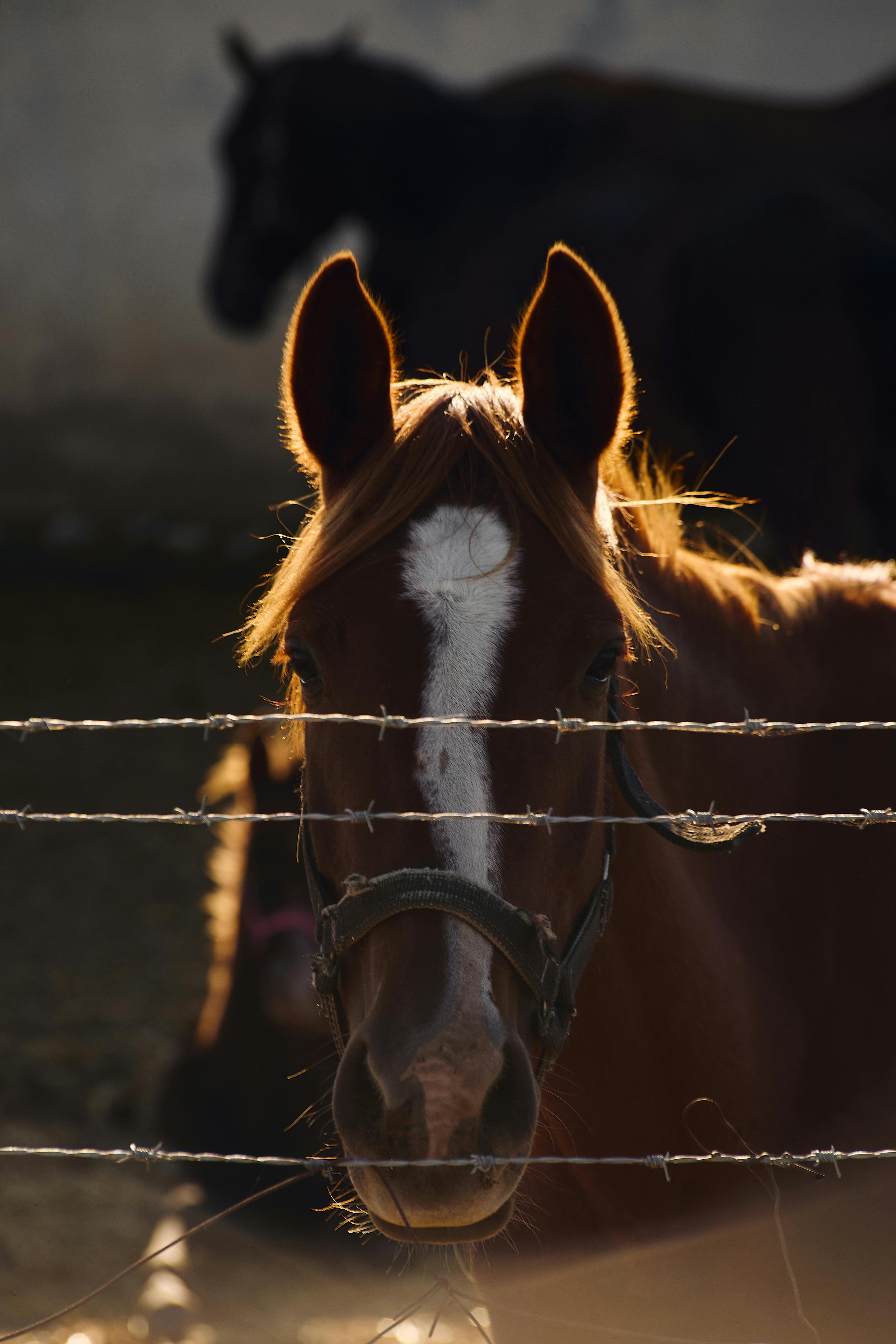 A brown horse with white marking stands behind a fence at sunset, creating a dramatic silhouette.