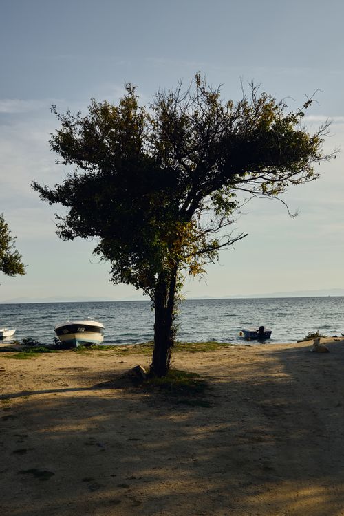 Free A peaceful beach view featuring boats by the shore and a lone tree silhouetted against the sunset. Stock Photo