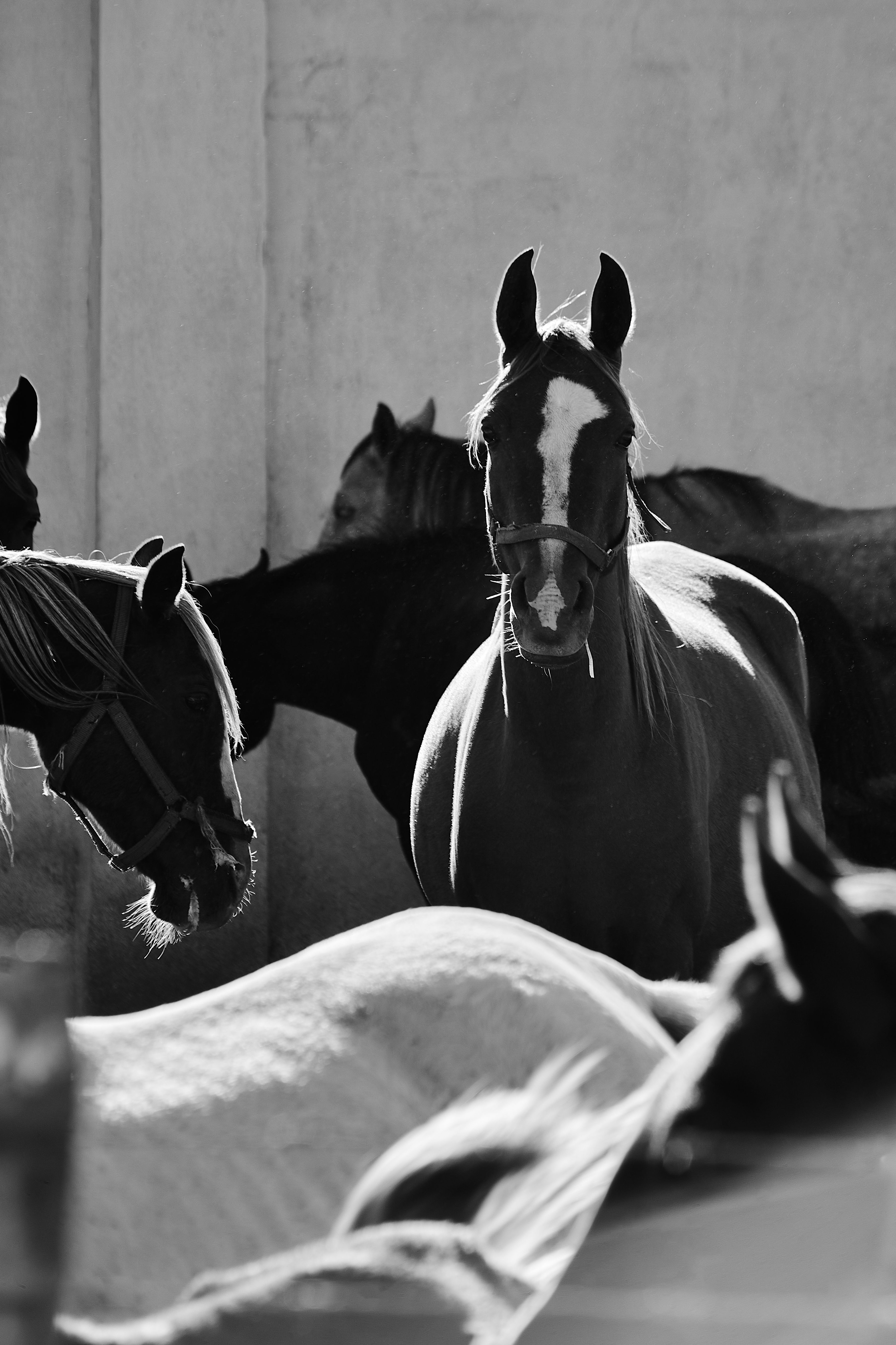 Elegant Black and White Portrait of Horses · Free Stock Photo