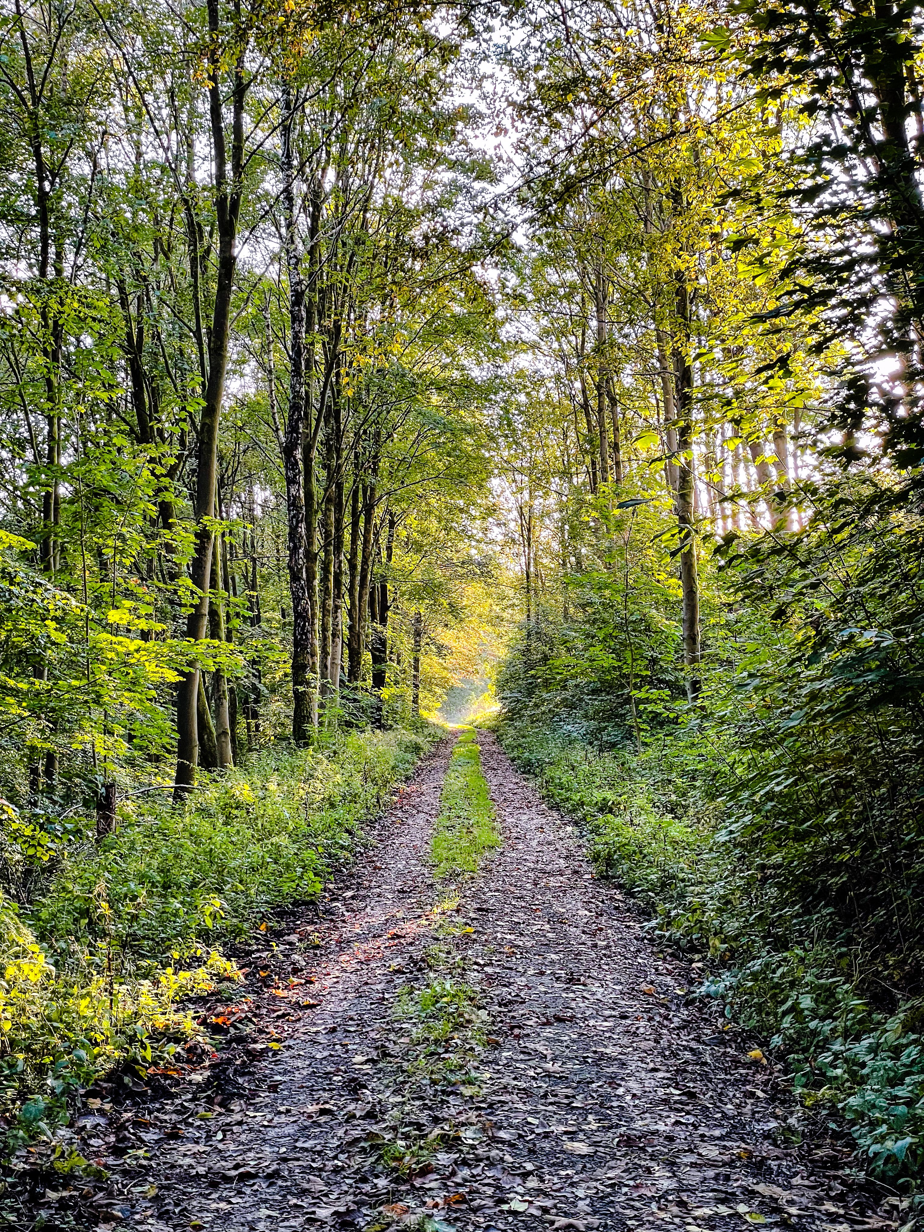 Peaceful forest path in Osterode am Harz, Germany, showcasing lush greenery and tranquil nature.