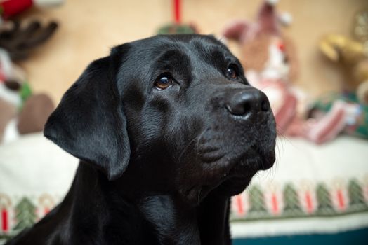 A beautiful black Labrador in a festive home environment, capturing the warmth of the season.