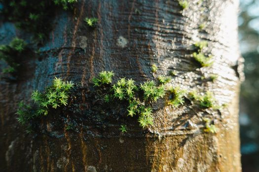 Detailed close-up of vibrant green moss growing on textured tree bark with sunlight highlights.