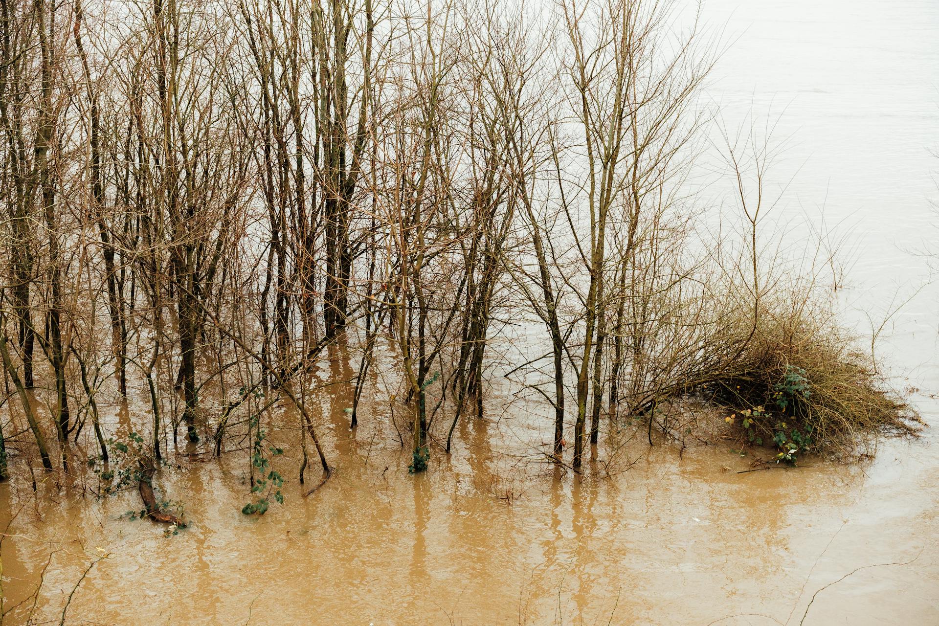 Flooding inundates riverside trees.  Heavy rains have caused a river to overflow its banks, submerging the riparian vegetation.  Bare trees stand partially submerged in the muddy floodwaters.