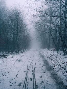 A serene winter landscape with dense fog covering a snowy forest path in Wilgartswiesen.