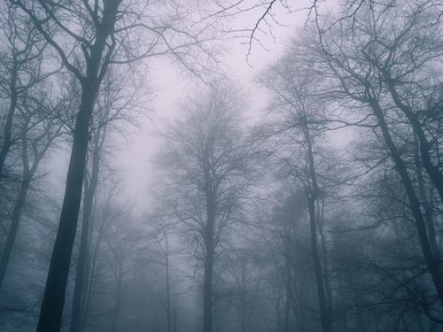 Free Captivating misty winter forest with bare trees in Landau, Germany. Stock Photo