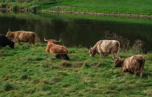Free Highland cattle relax and graze beside a tranquil river, embodying nature's beauty. Stock Photo