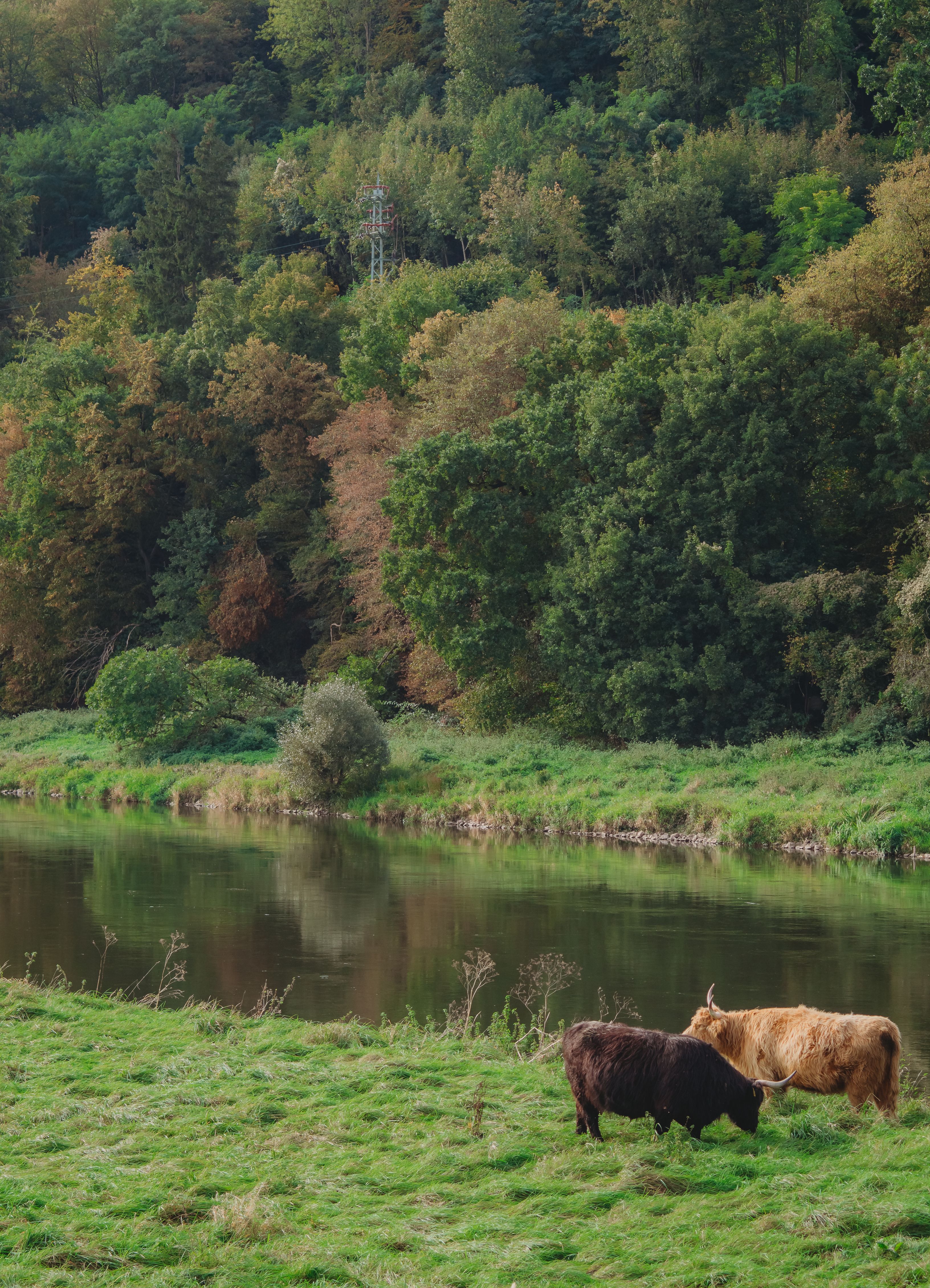 Highland Cattle Grazing by Tranquil River · Free Stock Photo