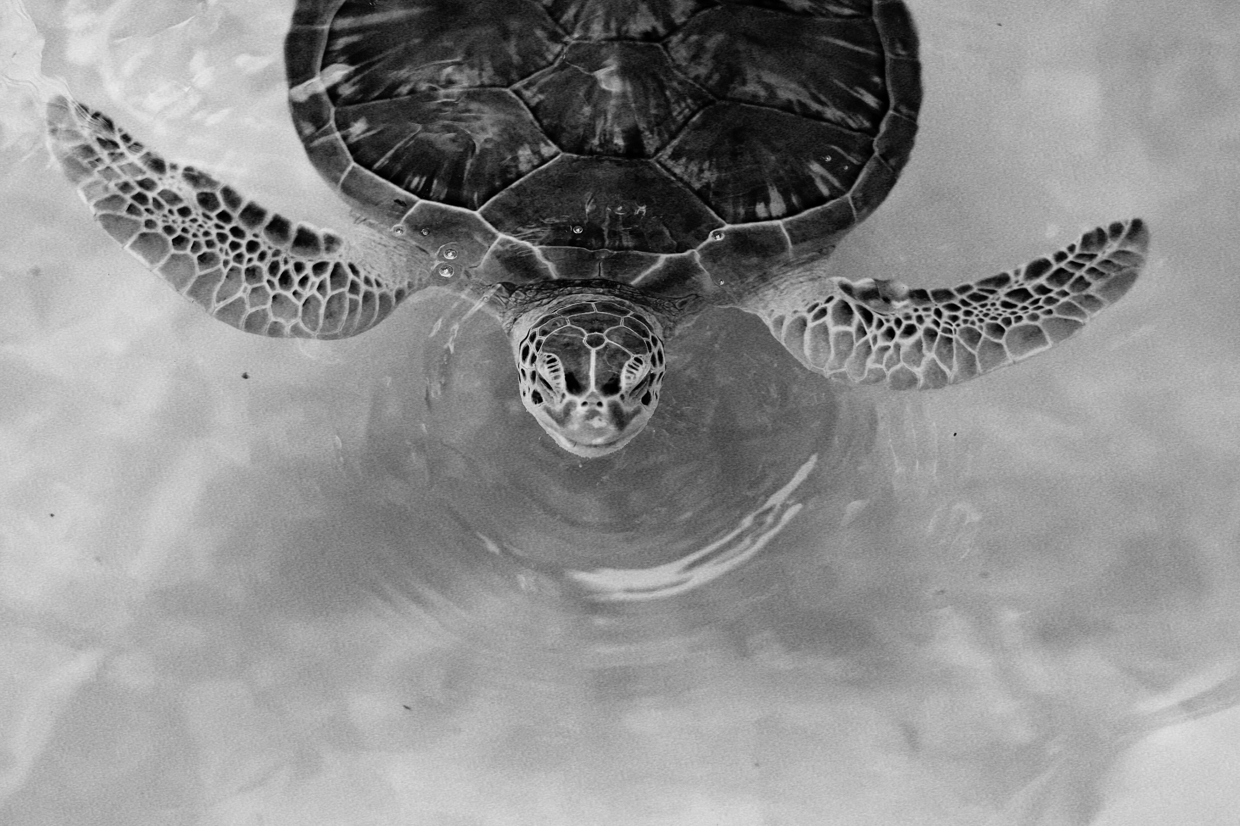 Close-Up Black and White Image of Sea Turtle · Free Stock Photo