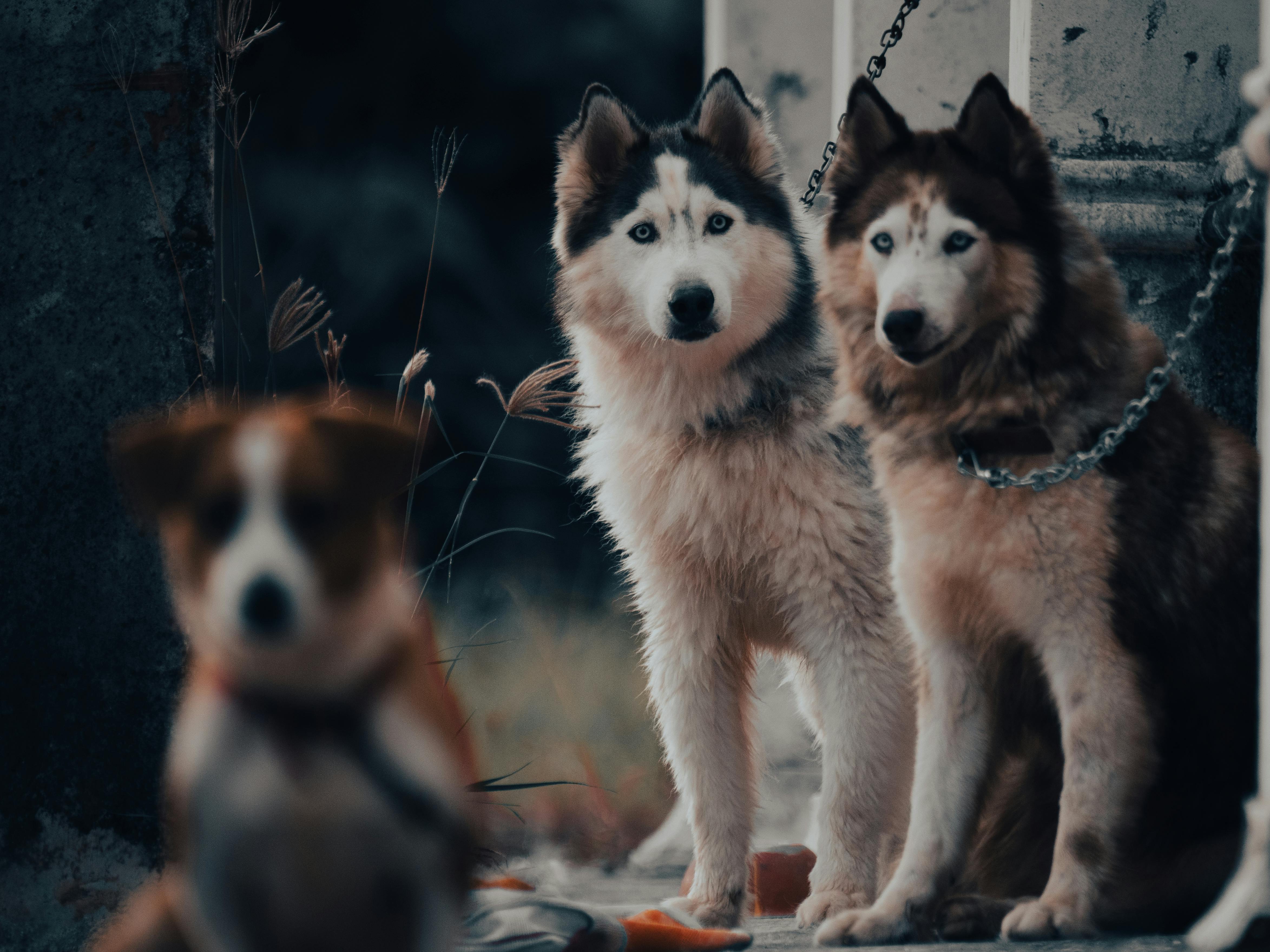 Two Siberian Huskies on a leash outdoors with a blurred foreground dog.