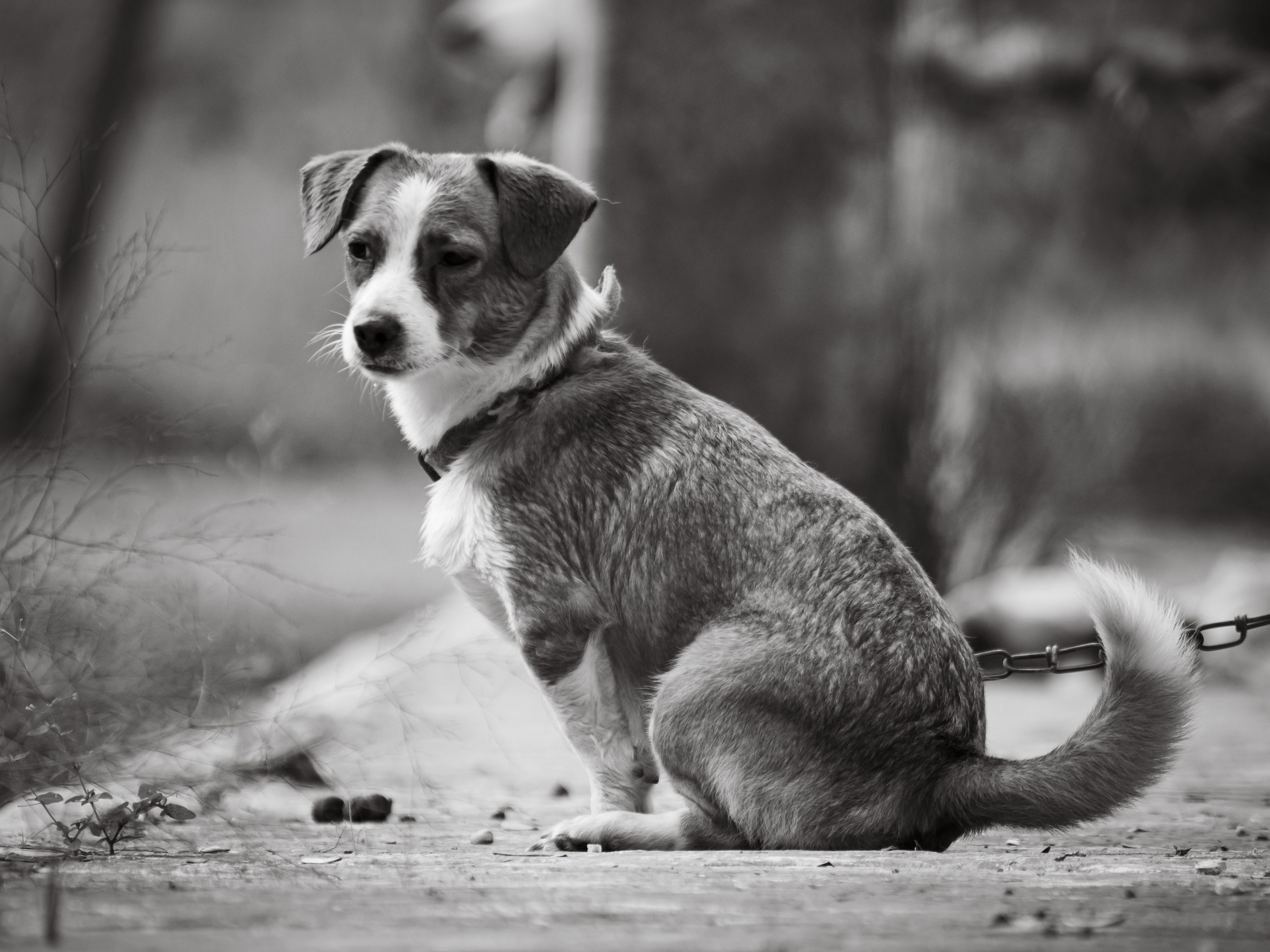 Portrait of a dog at a veterinary clinic