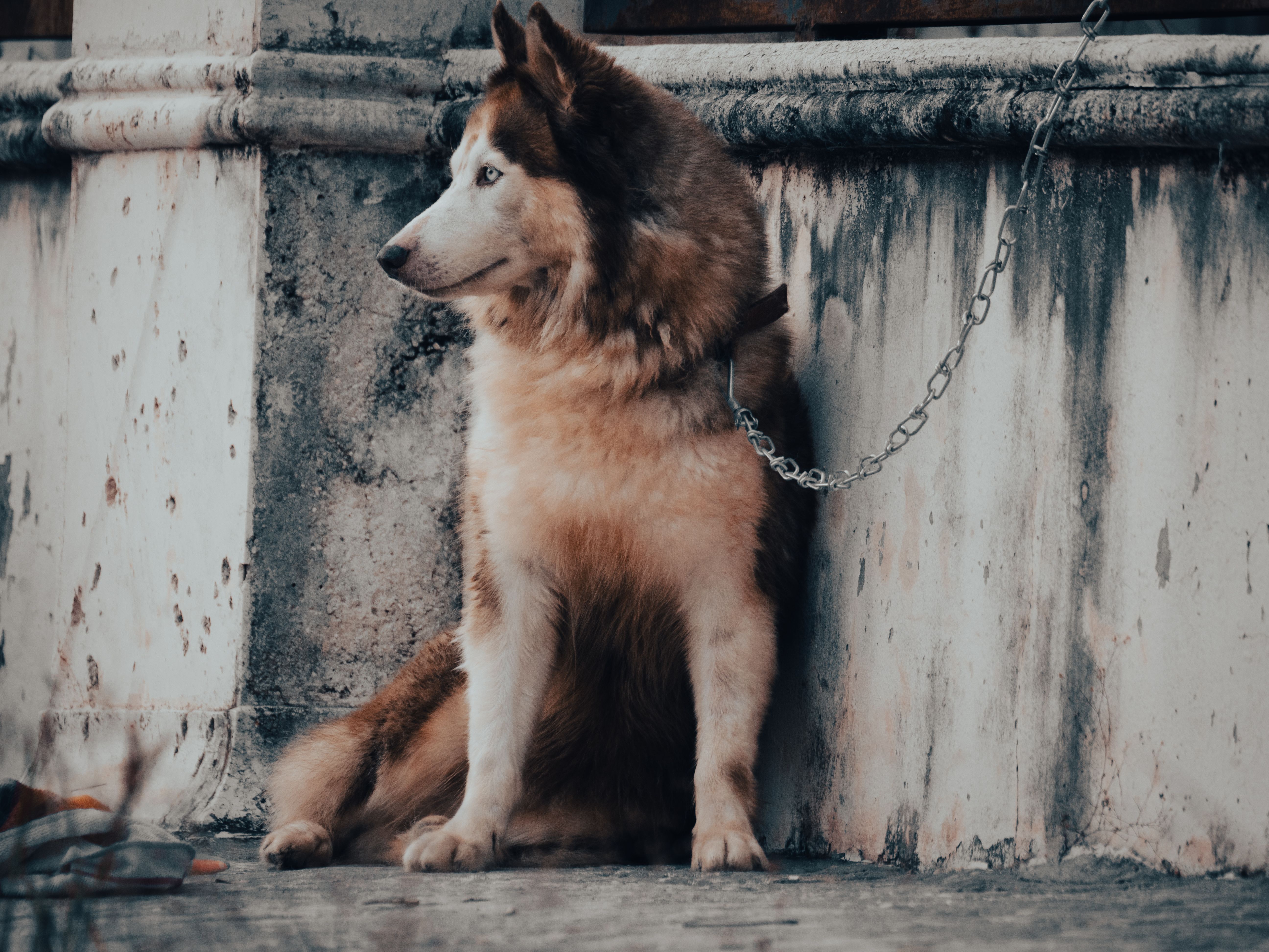 Zincirle bağlanmış bir köpek dışarıda