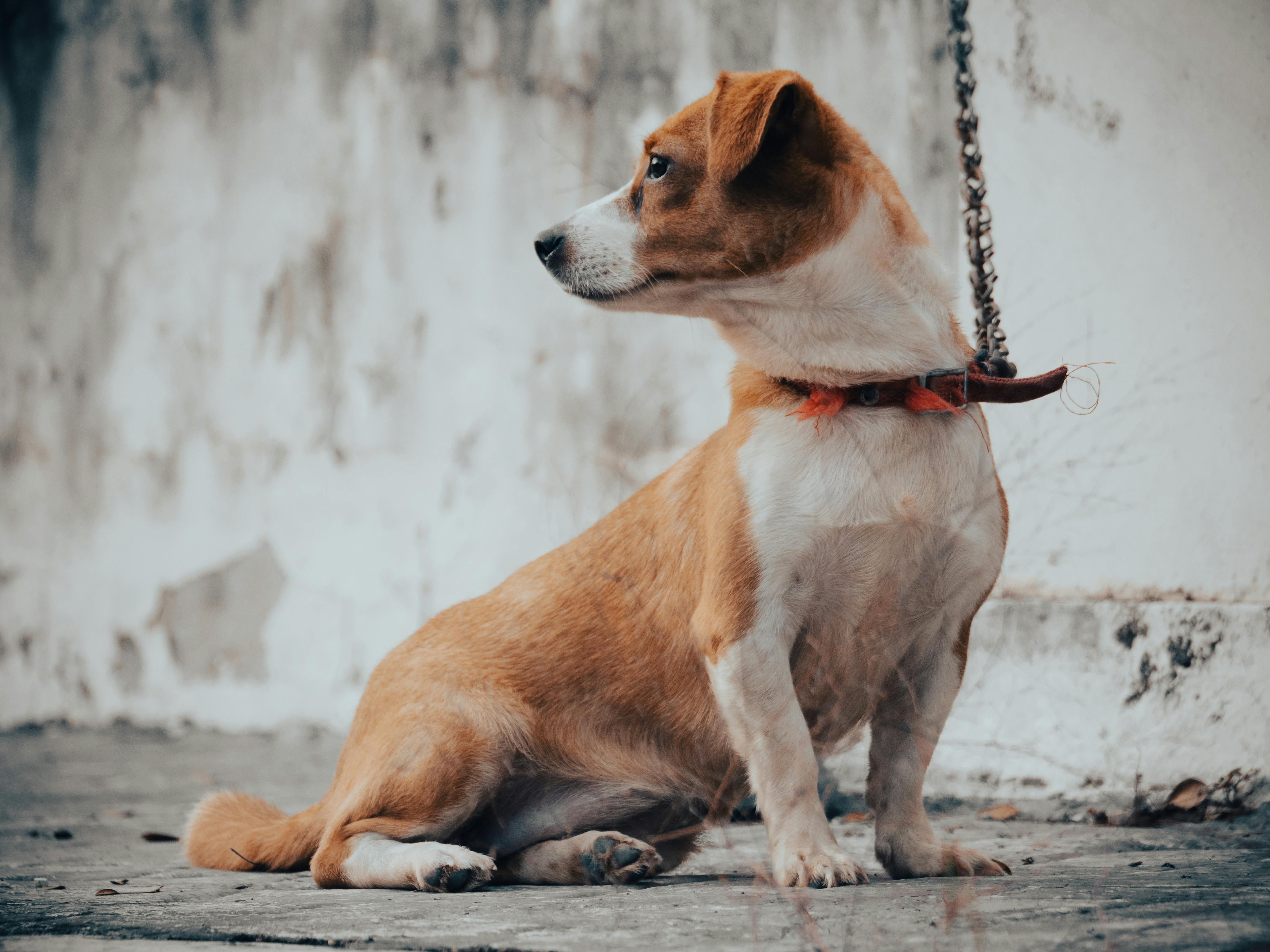 pet care pet safety — Photo by Raynnier Gómez on Pexels