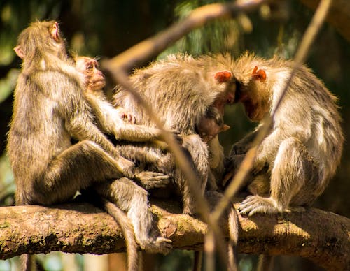 Free stock photo of monkey family