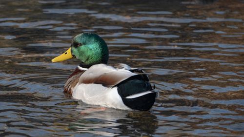Free Vibrant mallard duck gracefully gliding in clear water, showcasing stunning plumage. Stock Photo