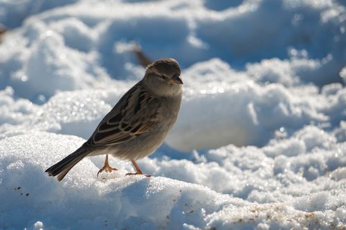 Free Close-up of a sparrow standing in snow, highlighting winter beauty in Kentucky. Stock Photo
