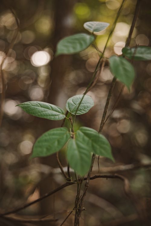 Free Detailed view of lush green leaves in a natural forest setting. Stock Photo