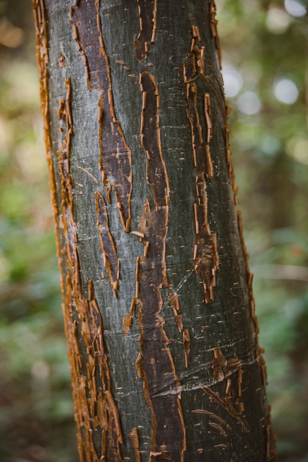 Dry woody texture is not identical to sweet amber