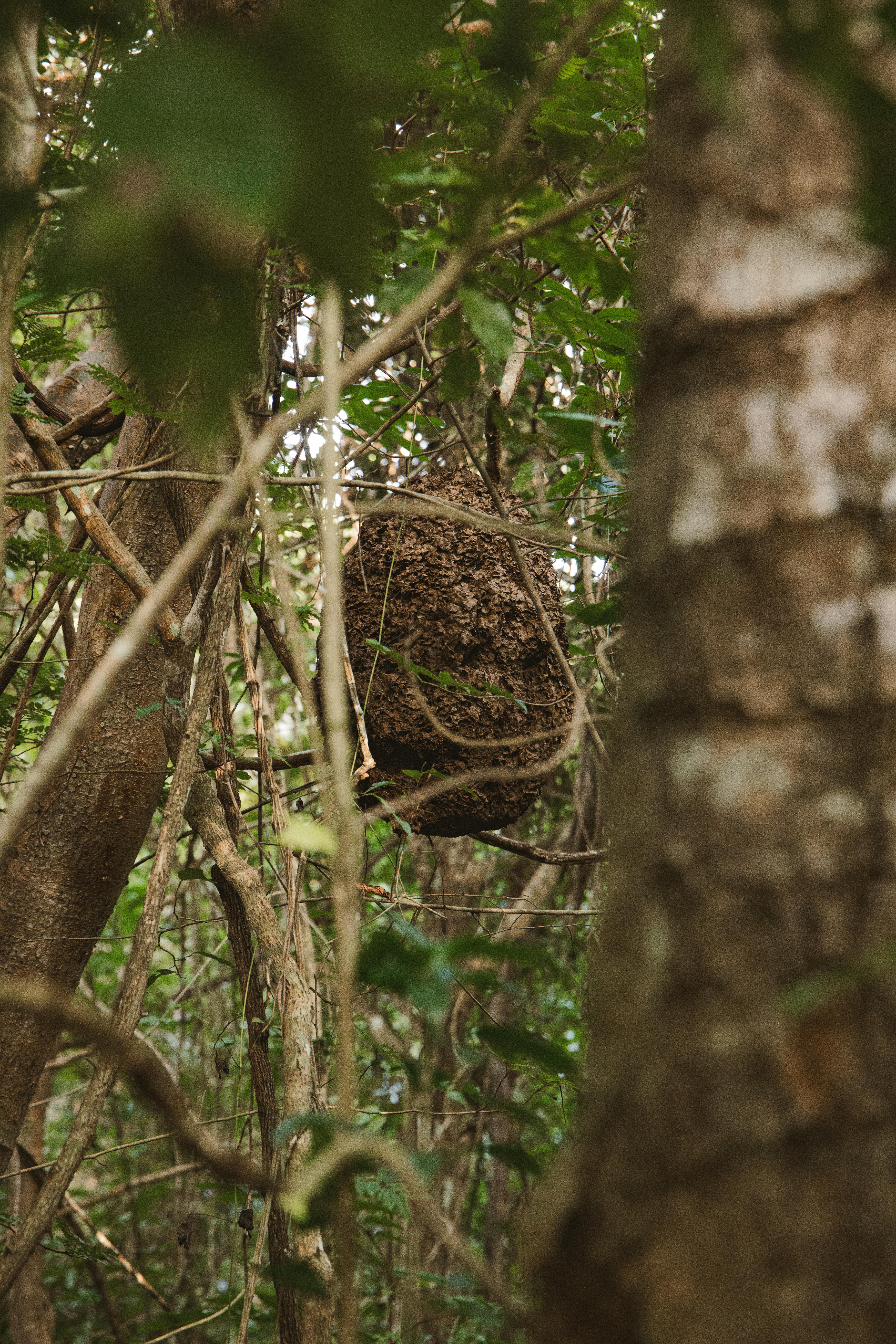 Mysterious giant ant hill suspended among dense forest trees, showcasing natural habitat.