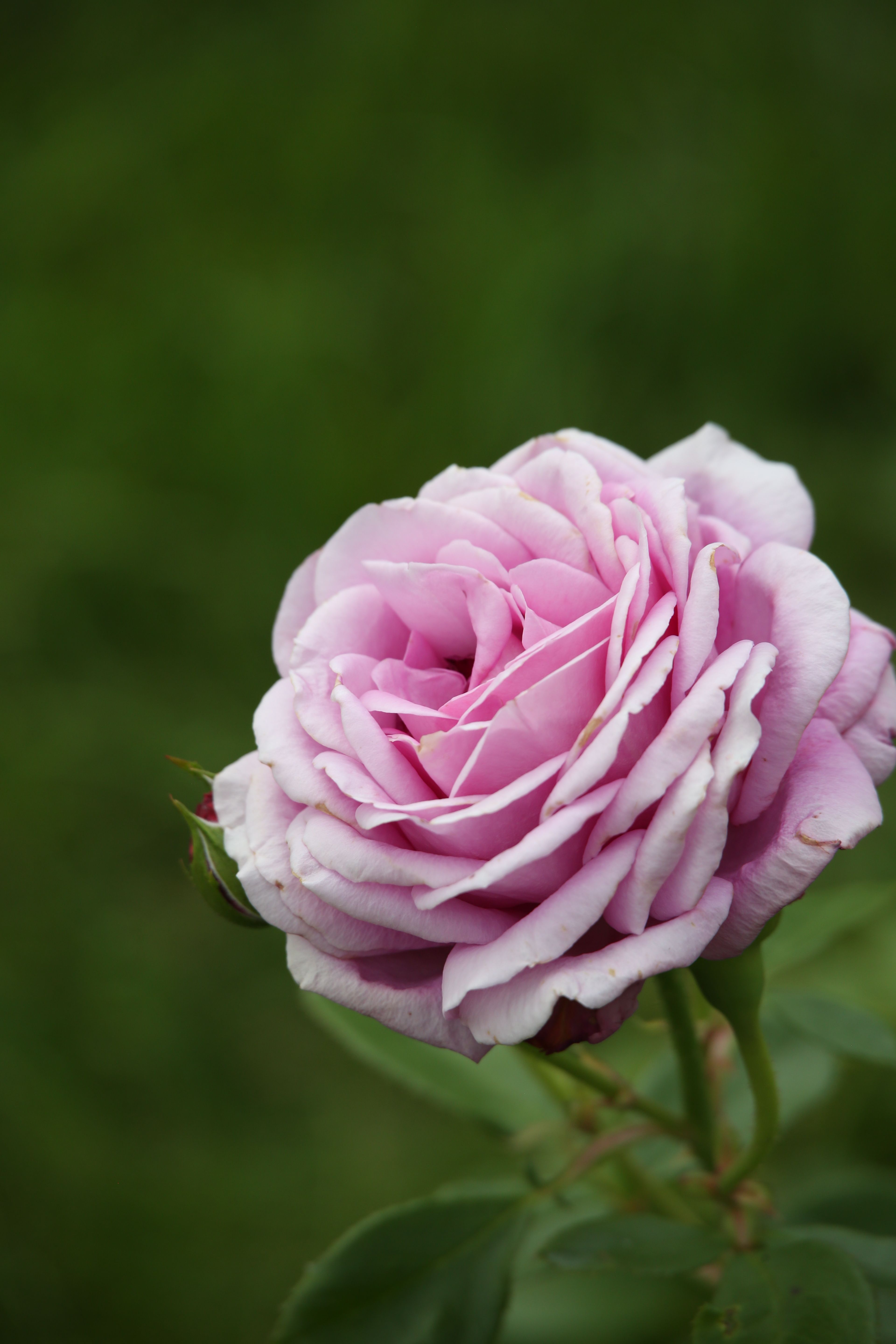 Close-up of Pink Rose in Garden · Free Stock Photo