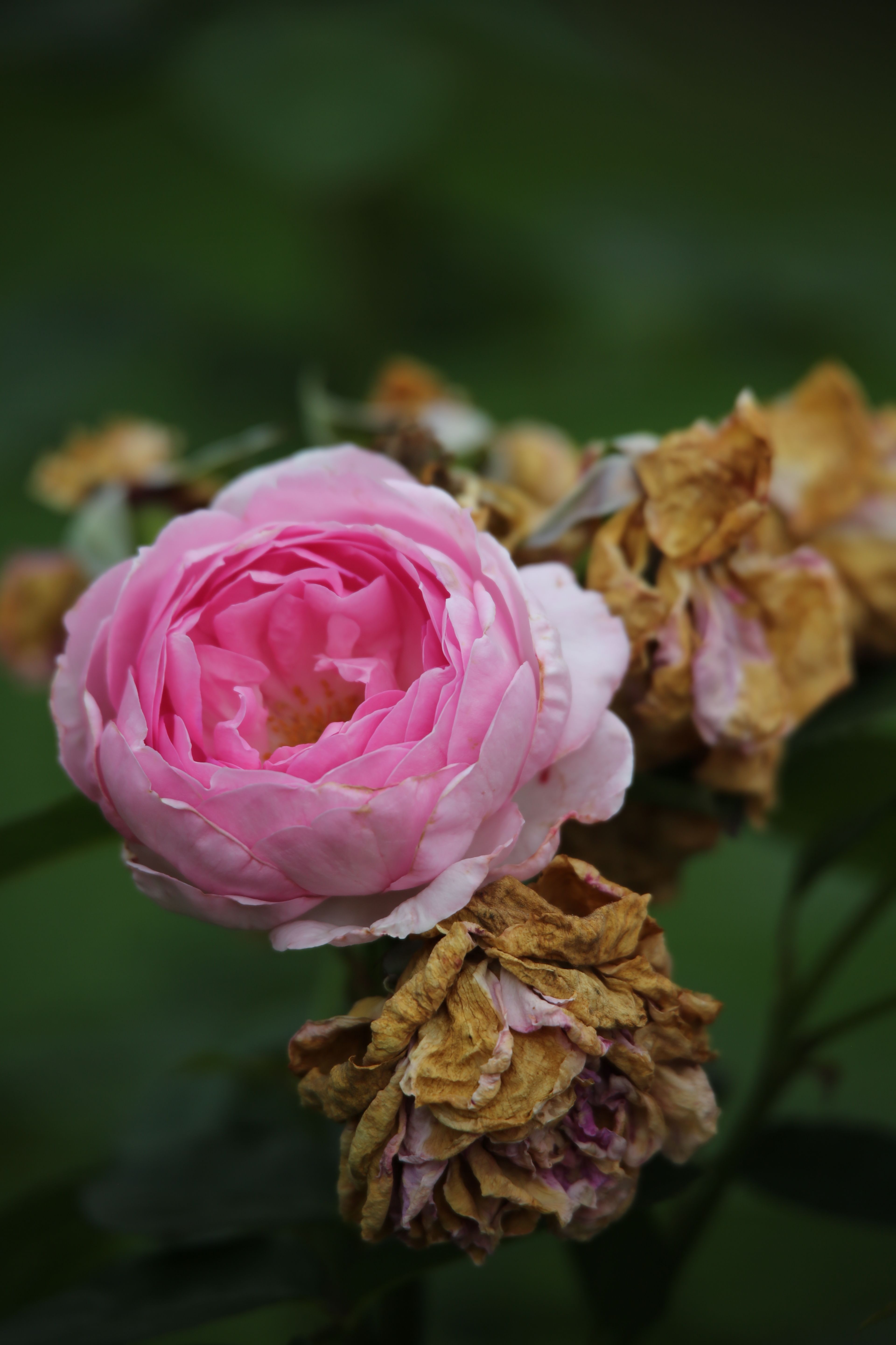 Vibrant Pink Rose Among Wilted Blooms · Free Stock Photo