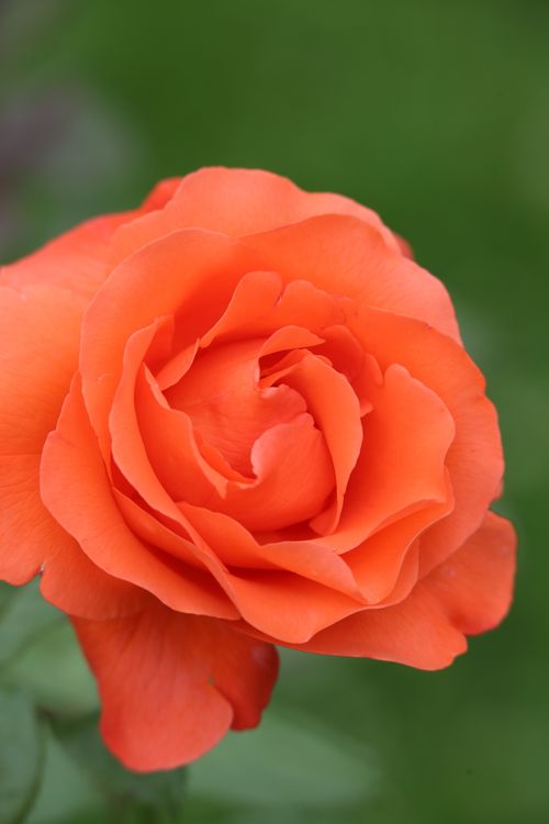 Free A stunning close-up of a vibrant orange rose bloom against a blurred green background. Stock Photo