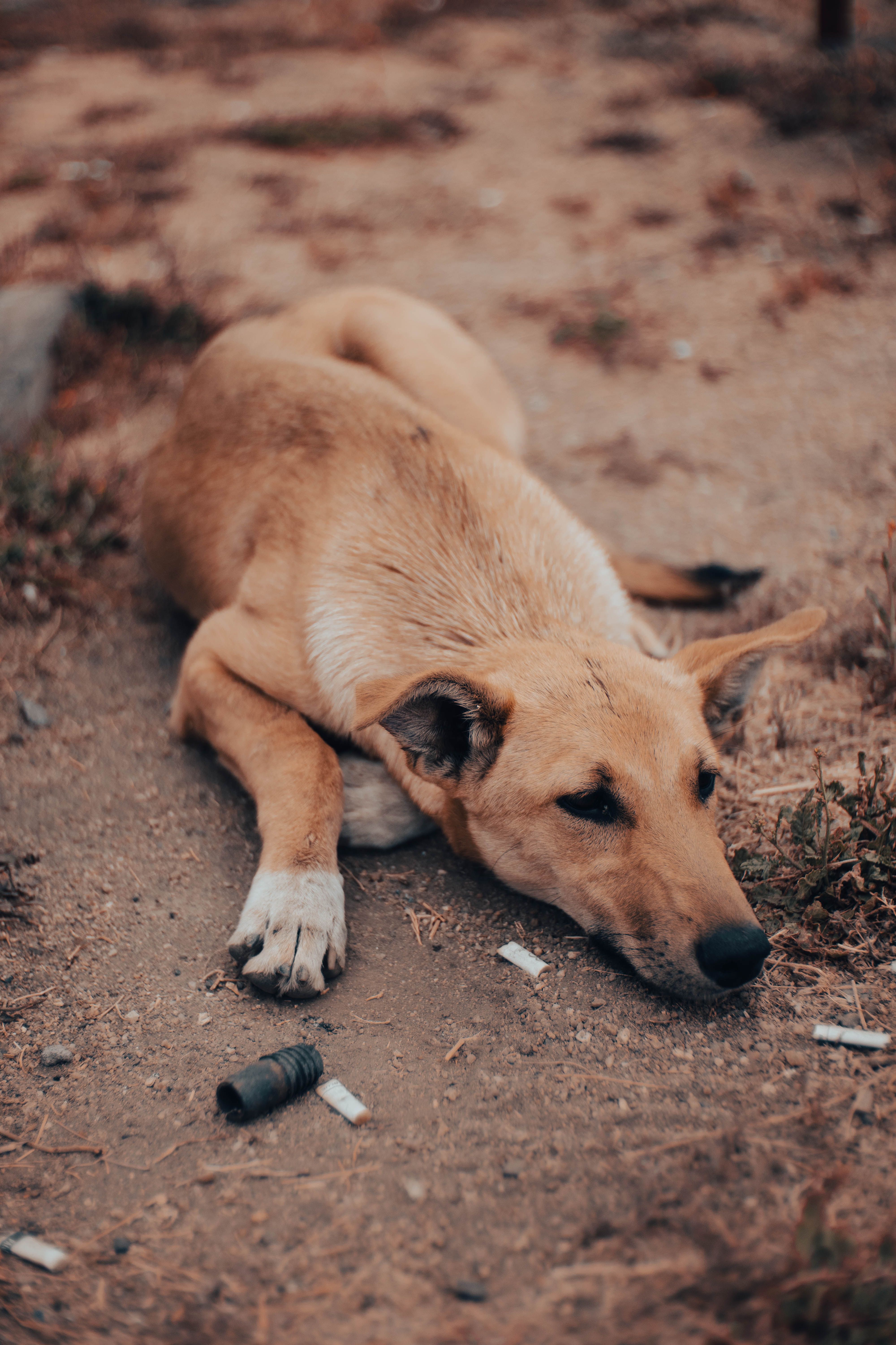Cão De Rua Descansando Em Estrada De Terra Ao Ar Livre · Foto ...